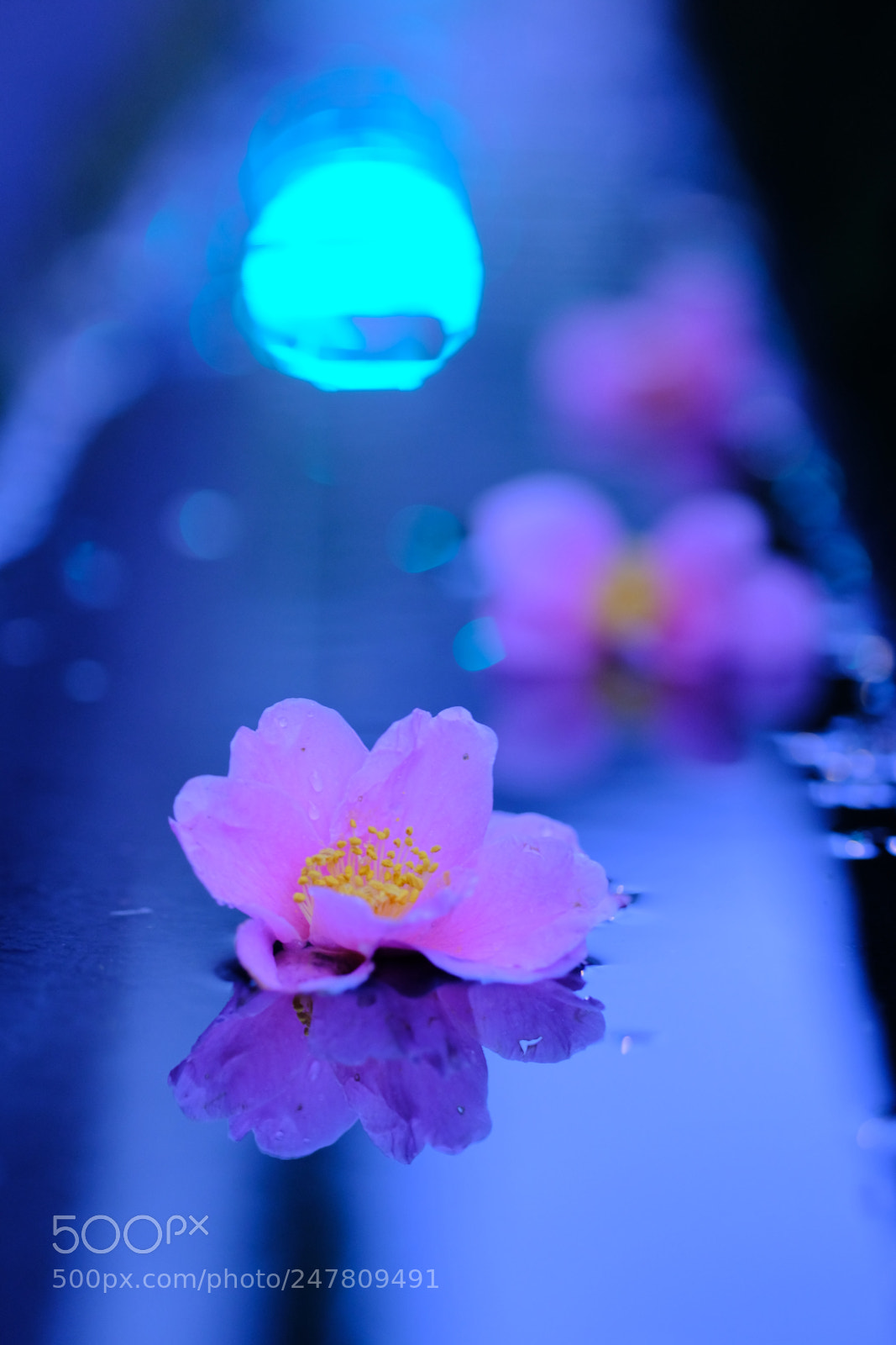 Fujifilm X-T2 sample photo. Pride photography