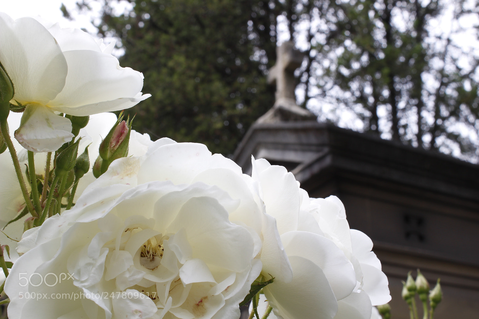 Canon EOS 100D (EOS Rebel SL1 / EOS Kiss X7) sample photo. Rosas en el cementerio photography