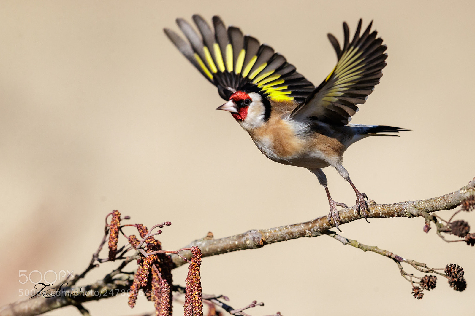 Canon EOS-1D X Mark II sample photo. European goldfinch taking-off photography