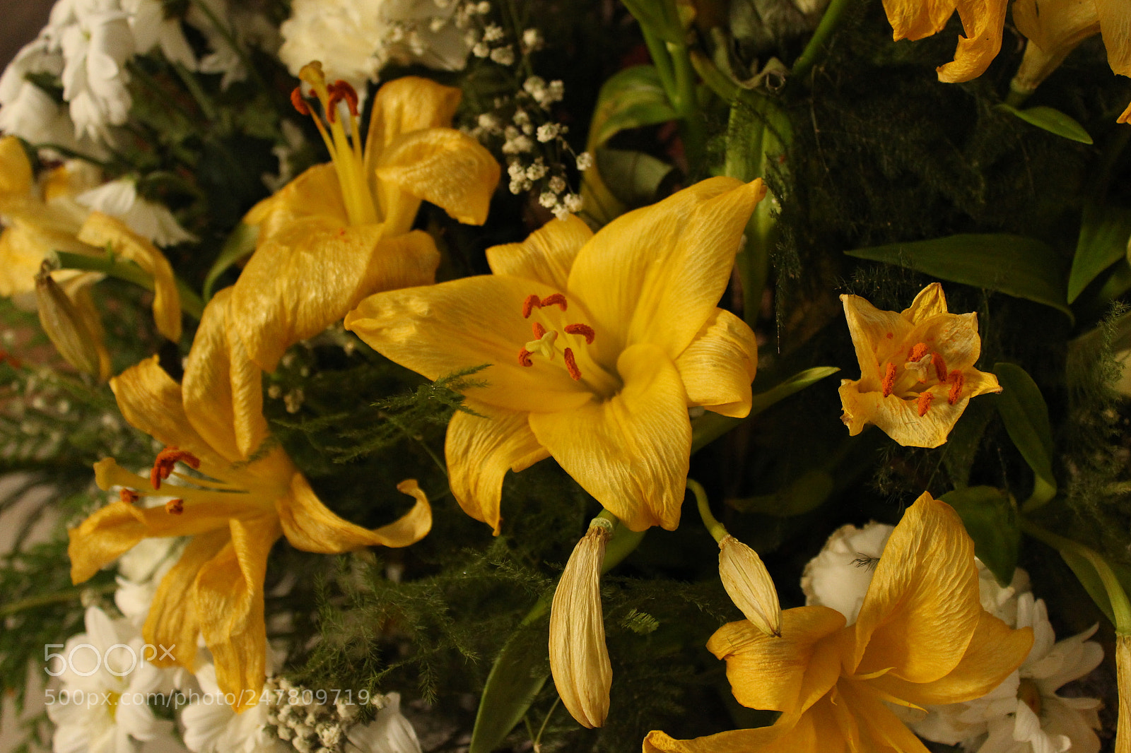Canon EOS 100D (EOS Rebel SL1 / EOS Kiss X7) sample photo. Flores en la ermita photography