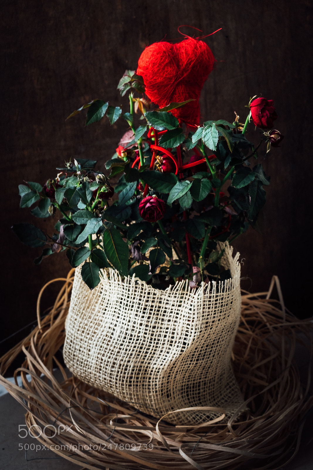 Fujifilm X-T10 sample photo. ... rose and heart ... photography