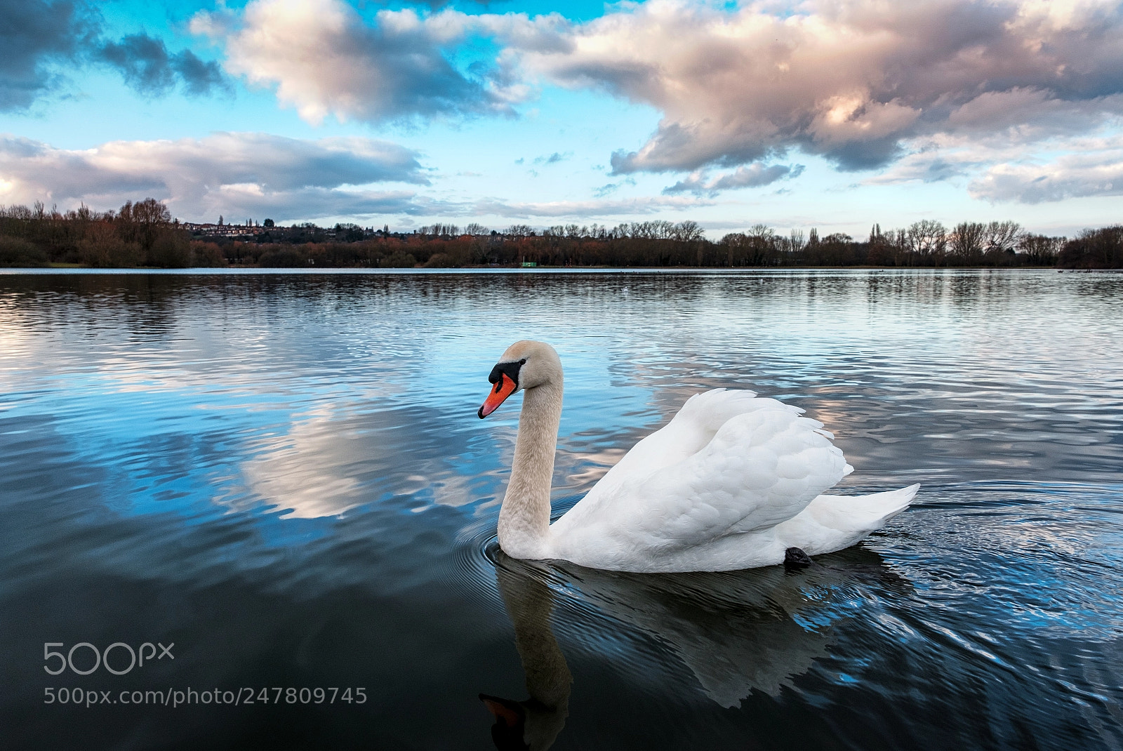 Fujifilm X-T2 sample photo. Swan photography