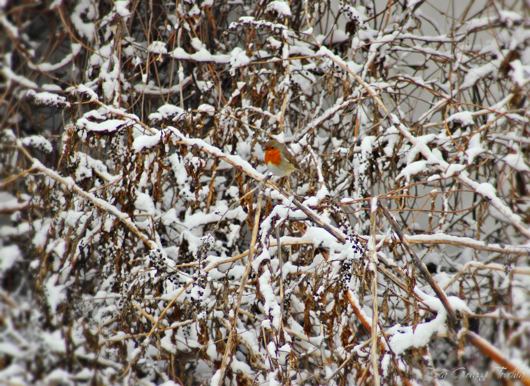 Canon EOS 1200D (EOS Rebel T5 / EOS Kiss X70 / EOS Hi) sample photo. Pettirosso photography