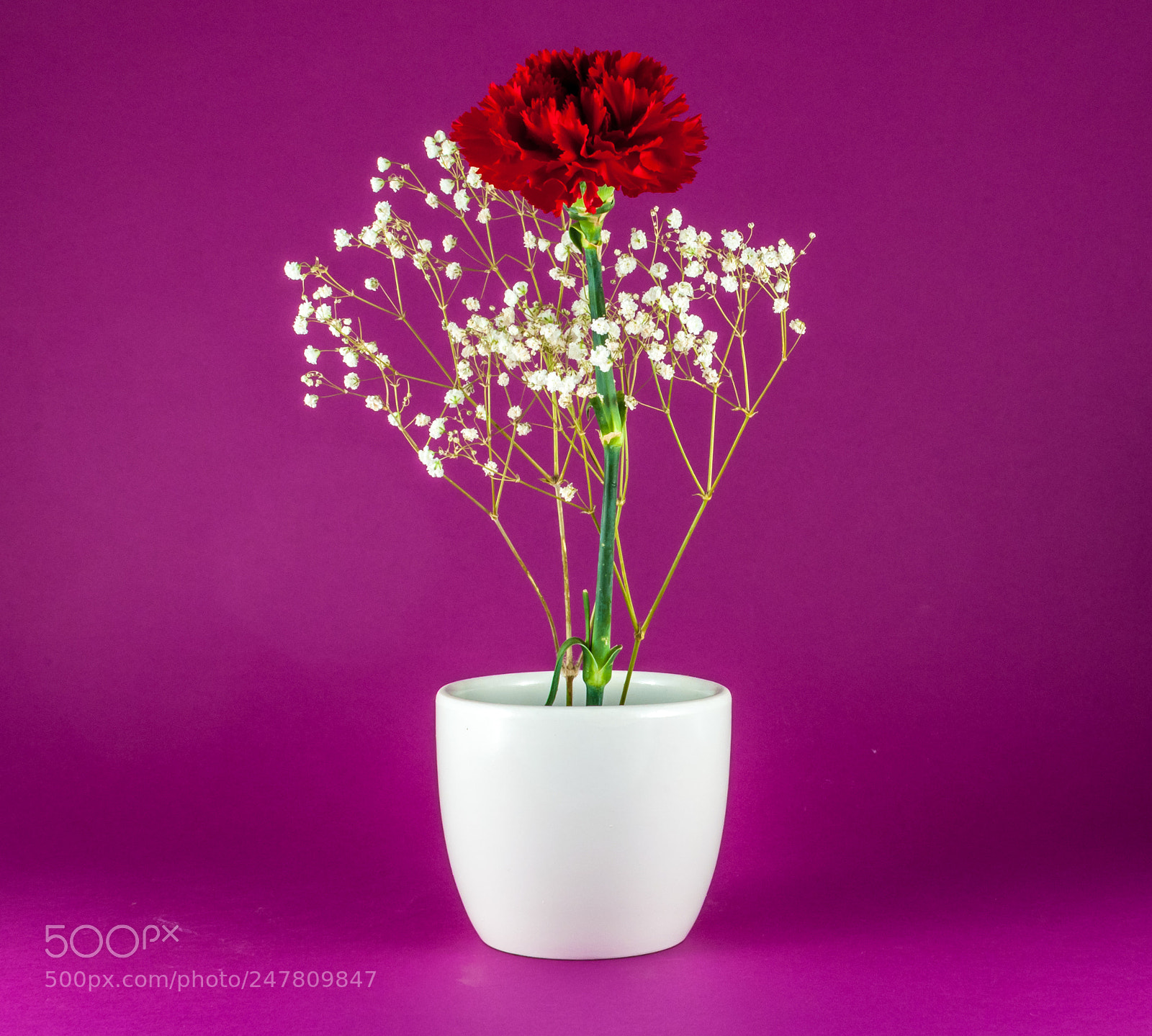 Nikon D90 sample photo. Isolated red carnation and photography