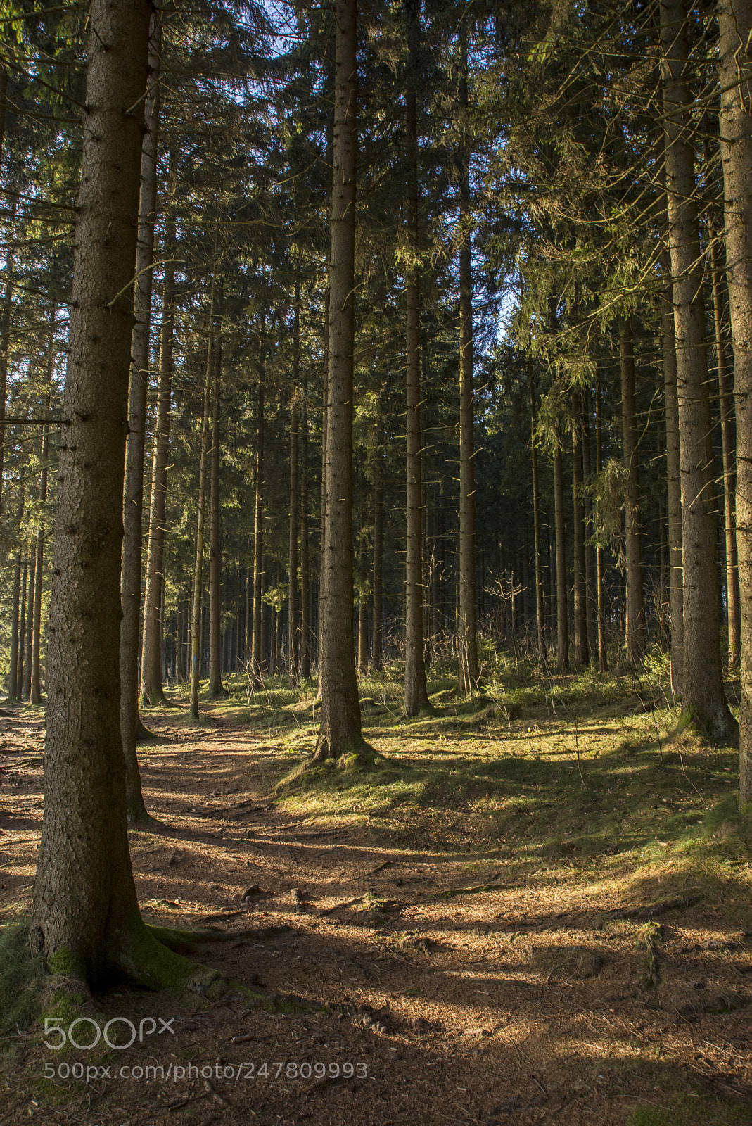 Nikon D610 sample photo. Through the woods photography