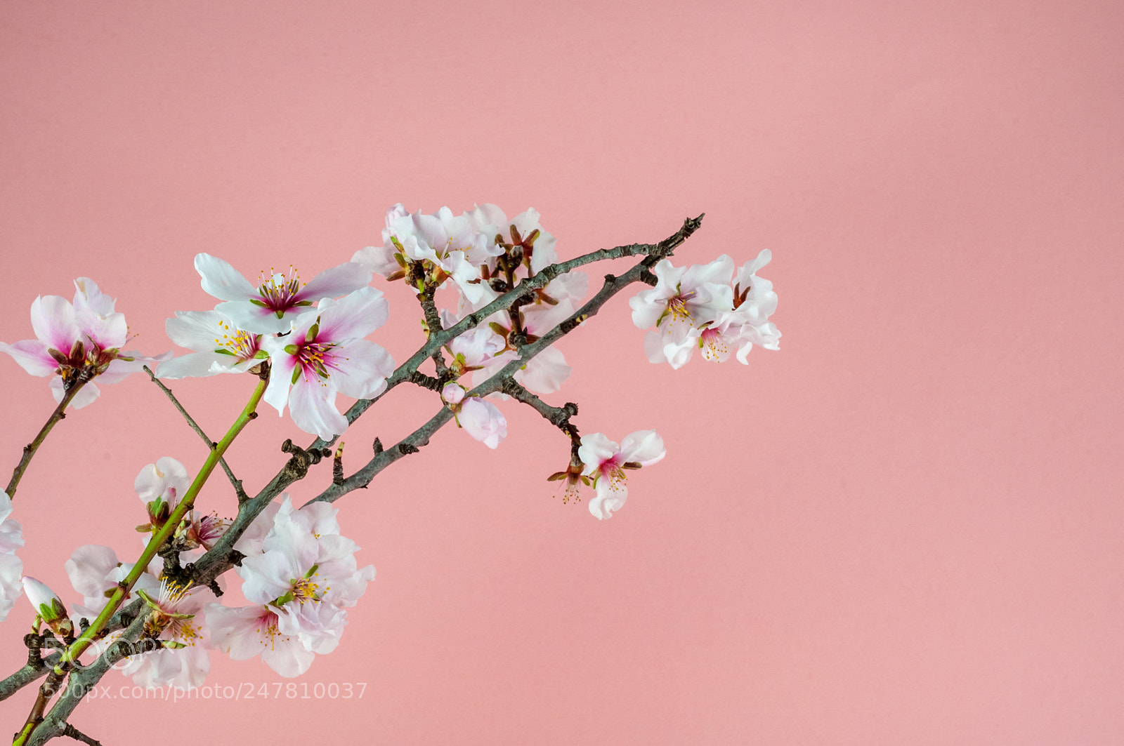 Nikon D90 sample photo. Closeup of white almond photography