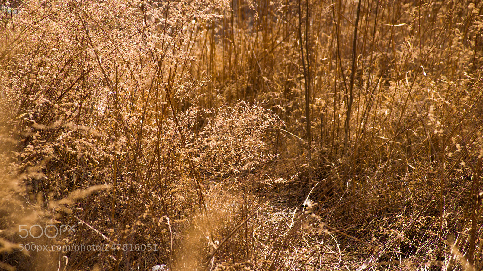 Sony Alpha DSLR-A850 sample photo. 耀 photography