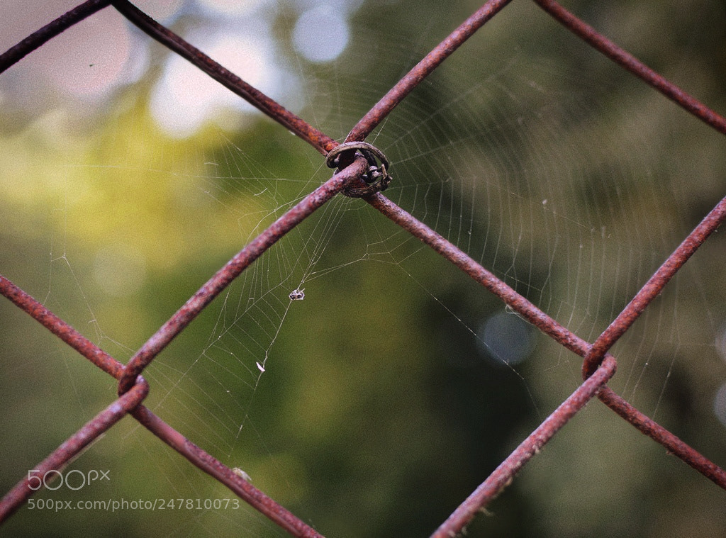 Nikon D3200 + Nikon AF-S DX Nikkor 35mm F1.8G sample photo. *** photography