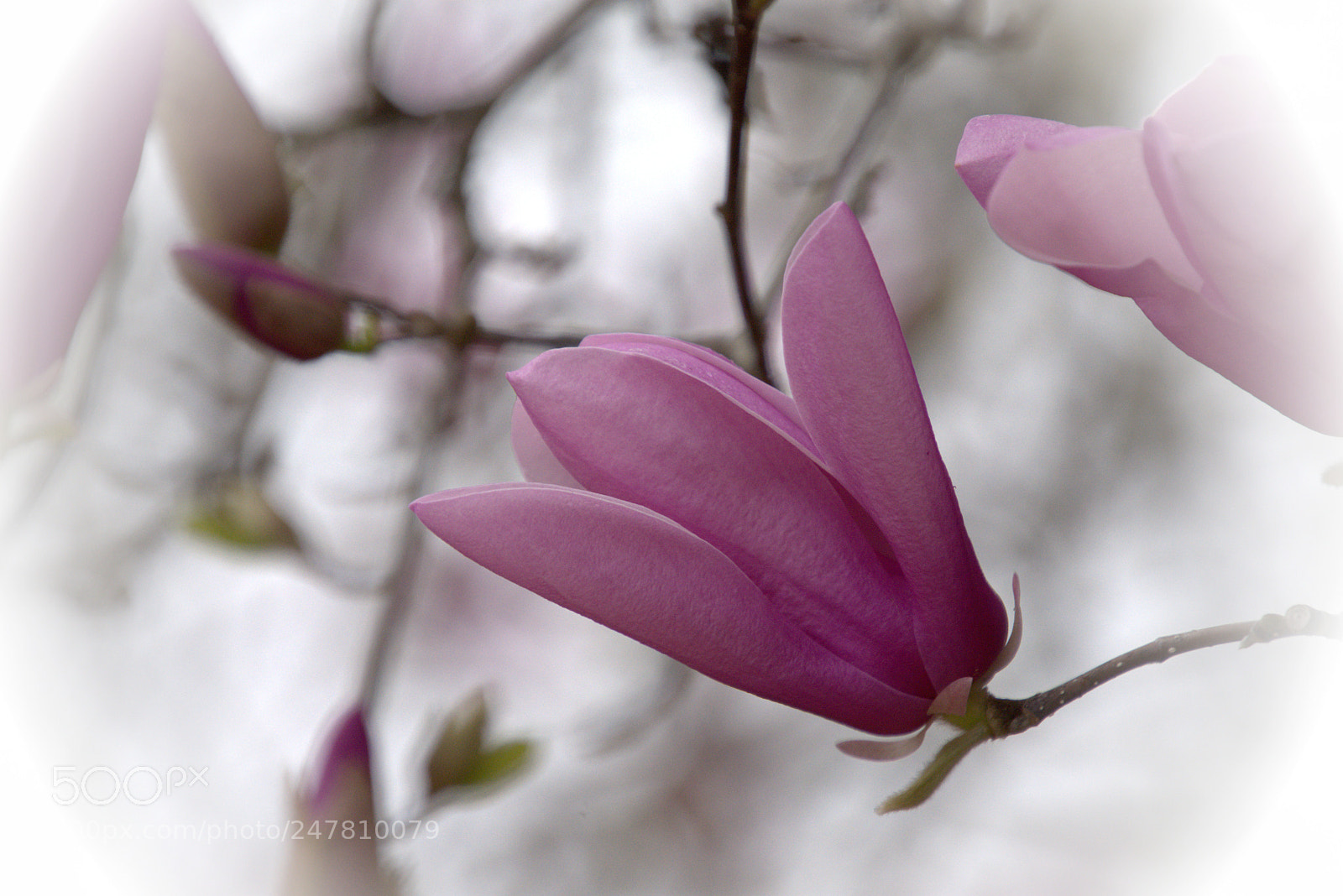 Nikon D7200 sample photo. Magnolia photography
