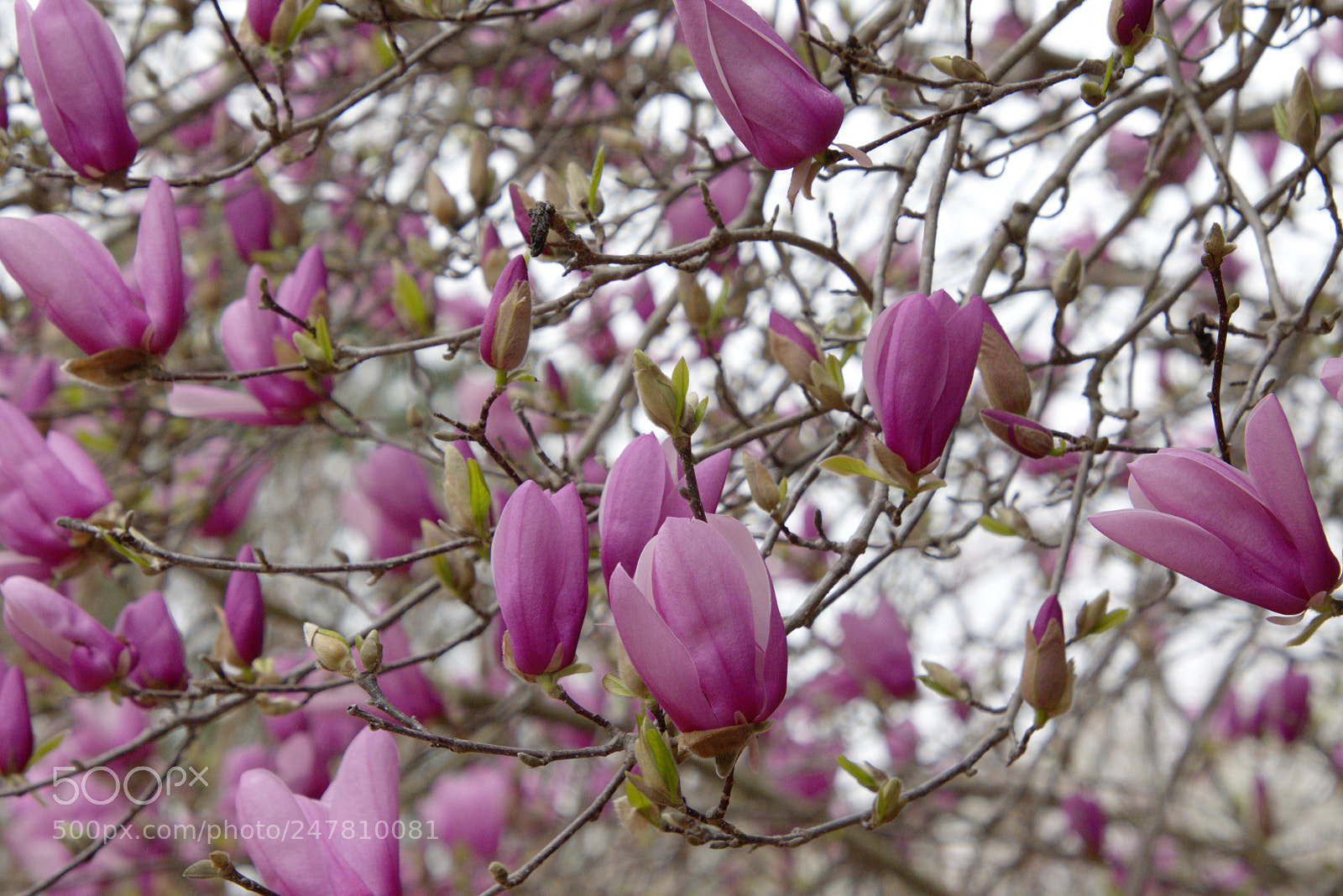 Nikon D7200 sample photo. Magnolia photography