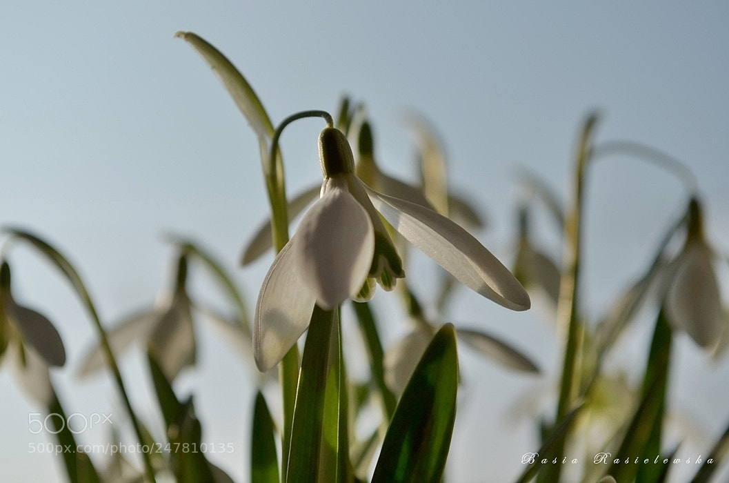 Nikon D5100 sample photo. Snowdrops photography