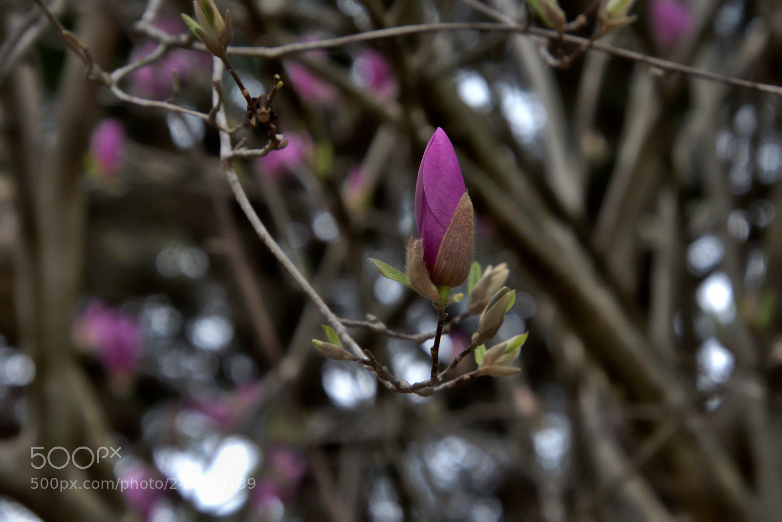 Nikon D7200 sample photo. Magnolia photography
