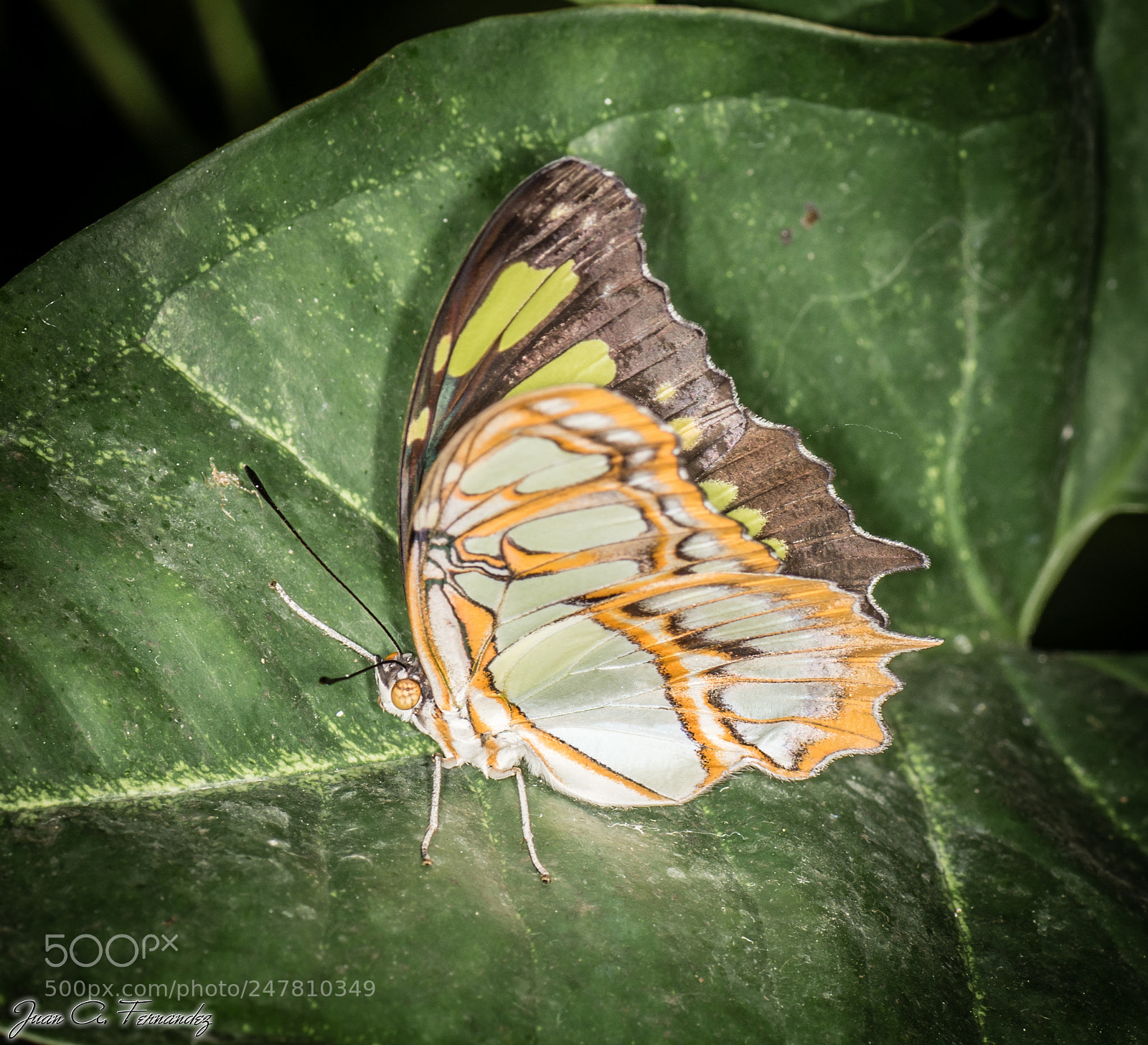 Nikon D7200 sample photo. Unknown butterfly photography