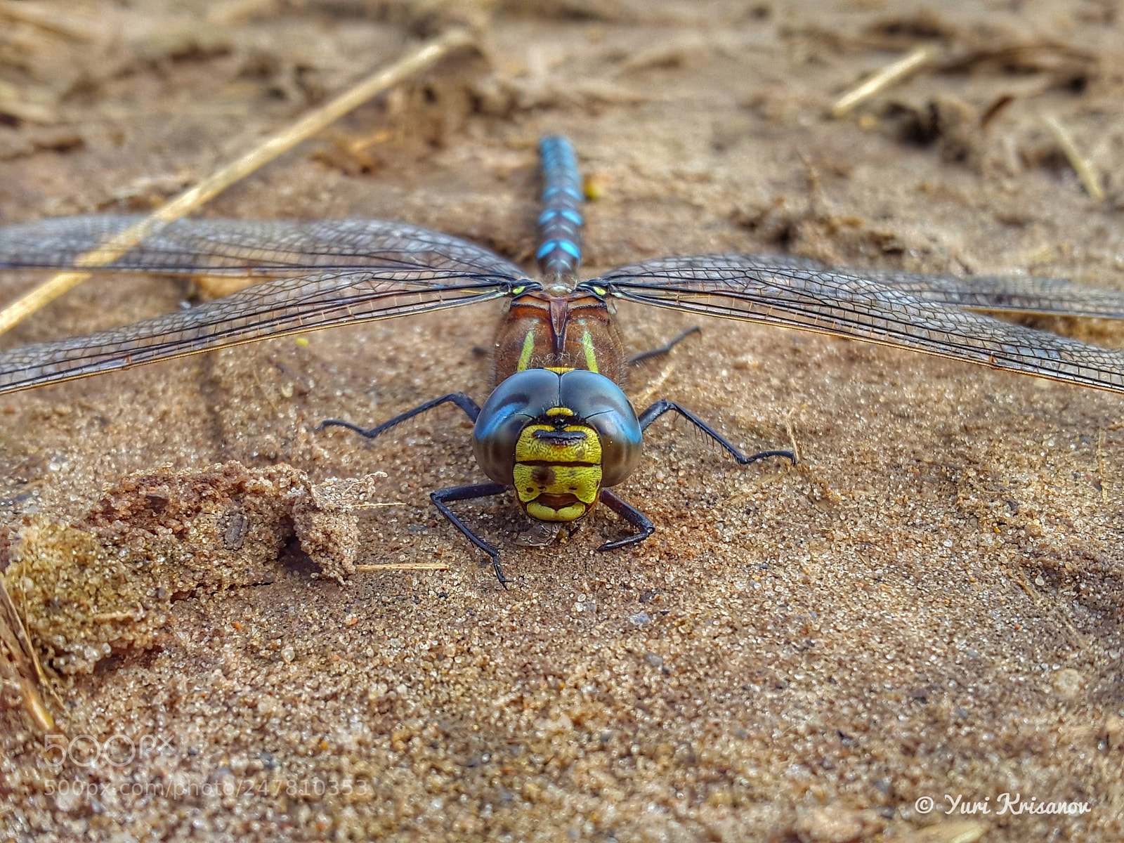 Samsung Galaxy Alpha sample photo. Aeshna juncea photography