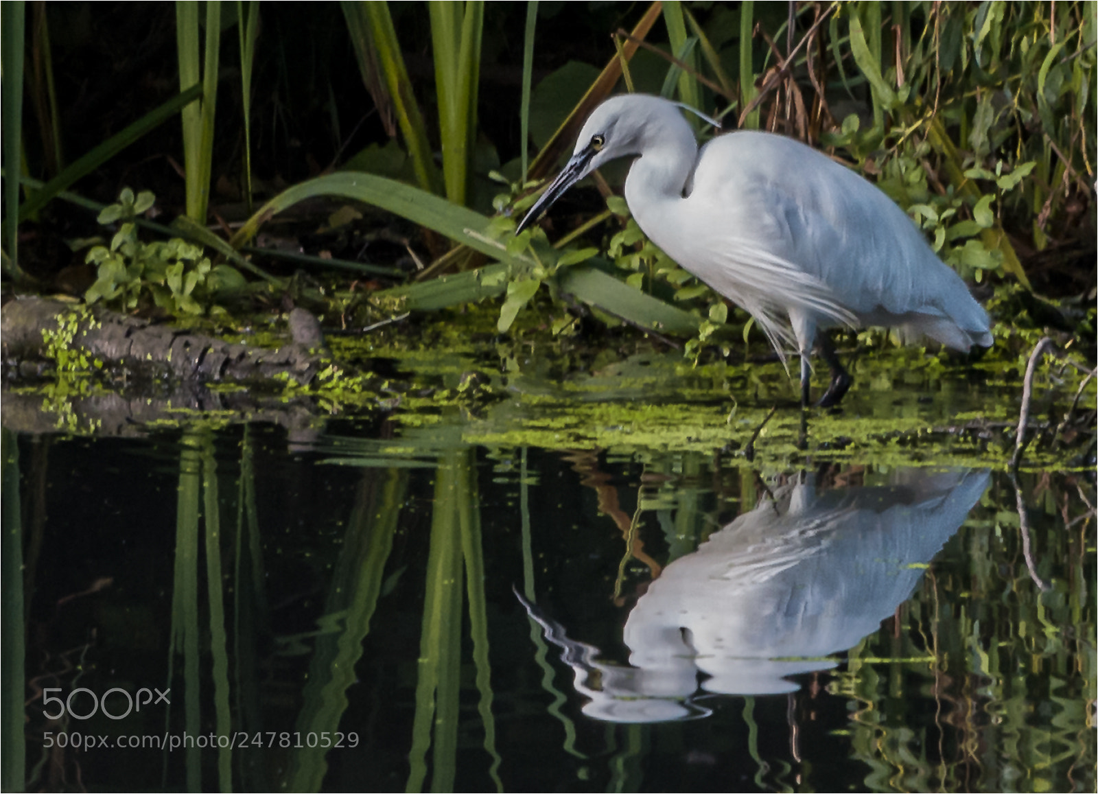 Nikon D610 sample photo. Little egret photography