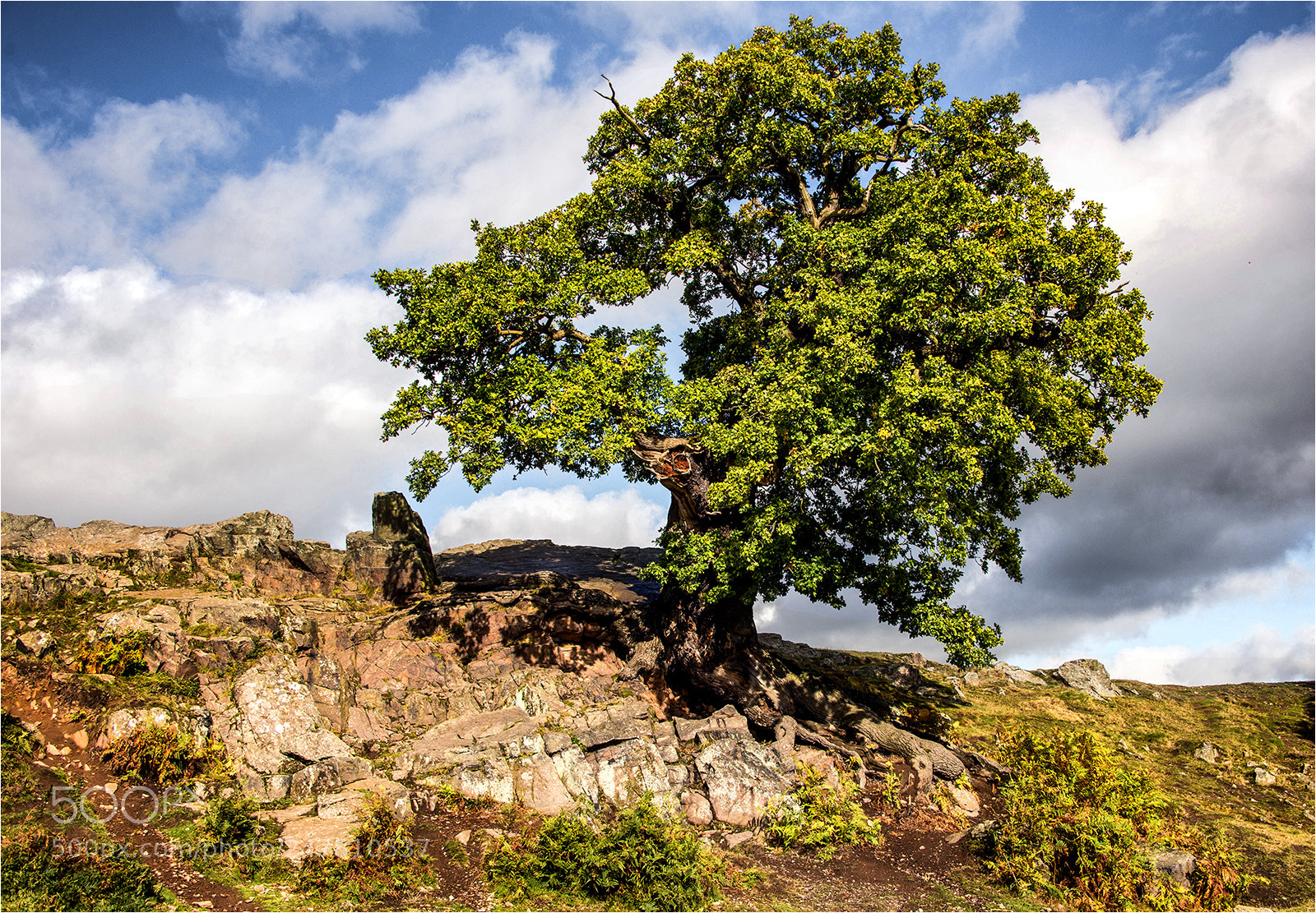 Nikon D610 sample photo. The old oak tree photography