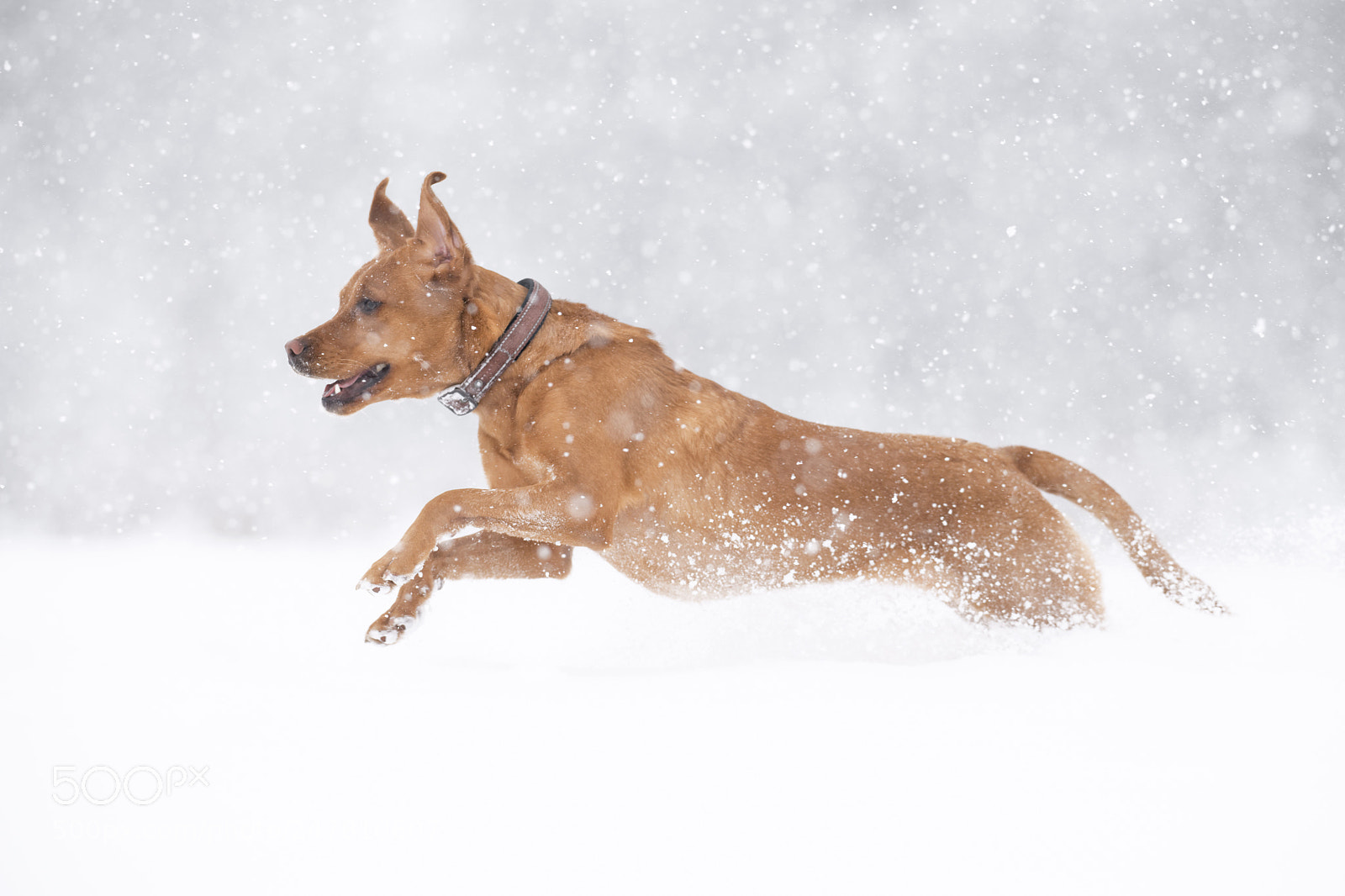 Nikon D850 sample photo. 'a dog in a photography