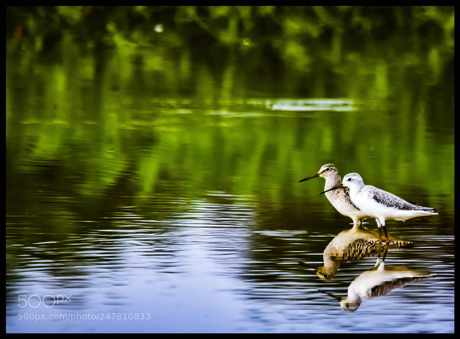Nikon D7200 sample photo. Grey plover photography