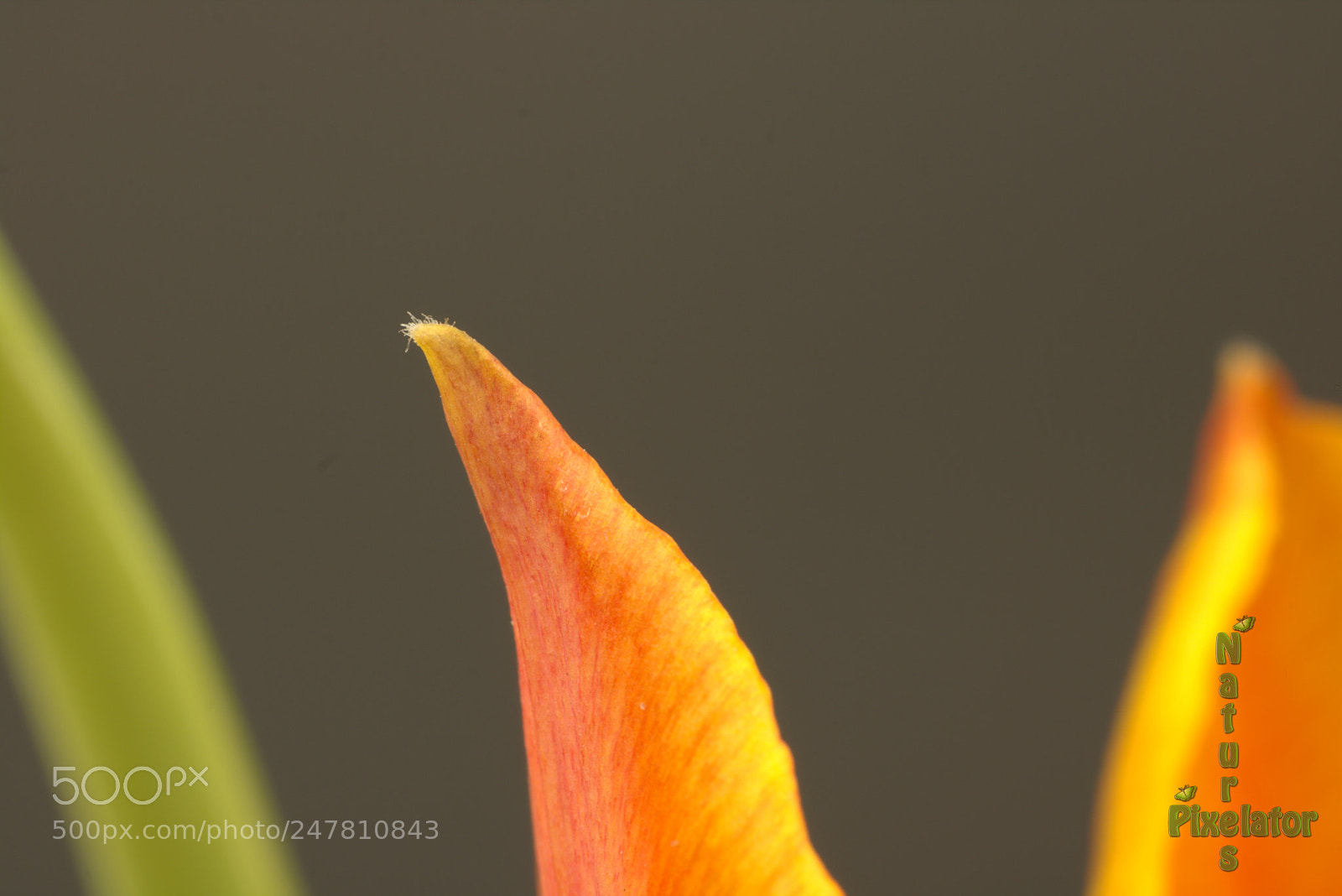 Canon EOS 750D (EOS Rebel T6i / EOS Kiss X8i) sample photo. Petal fired explosion photography