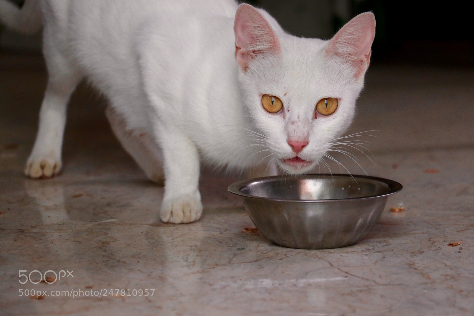 Canon EOS 80D sample photo. Untitled photography