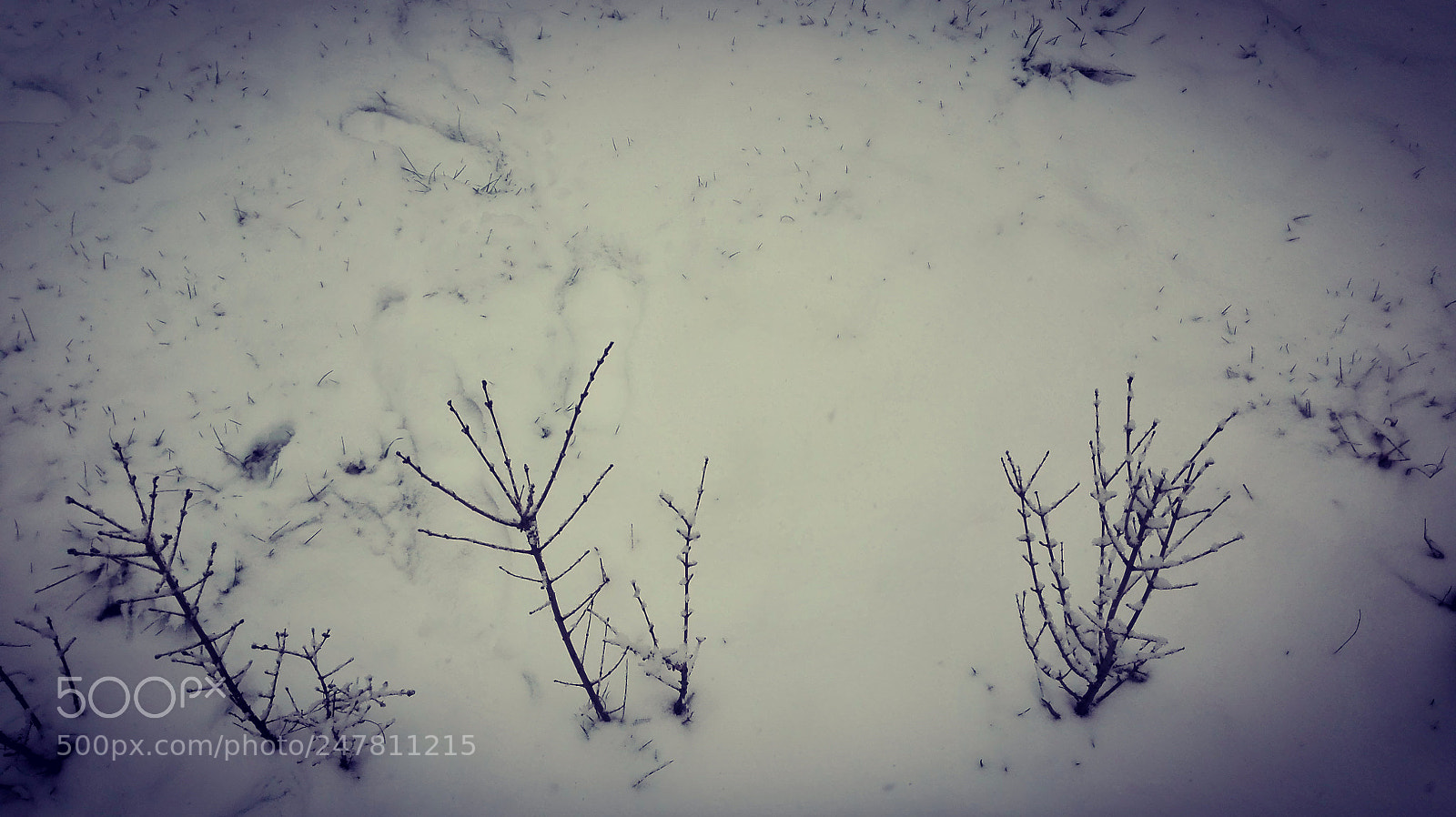 HUAWEI P8 Lite sample photo. Sn photography