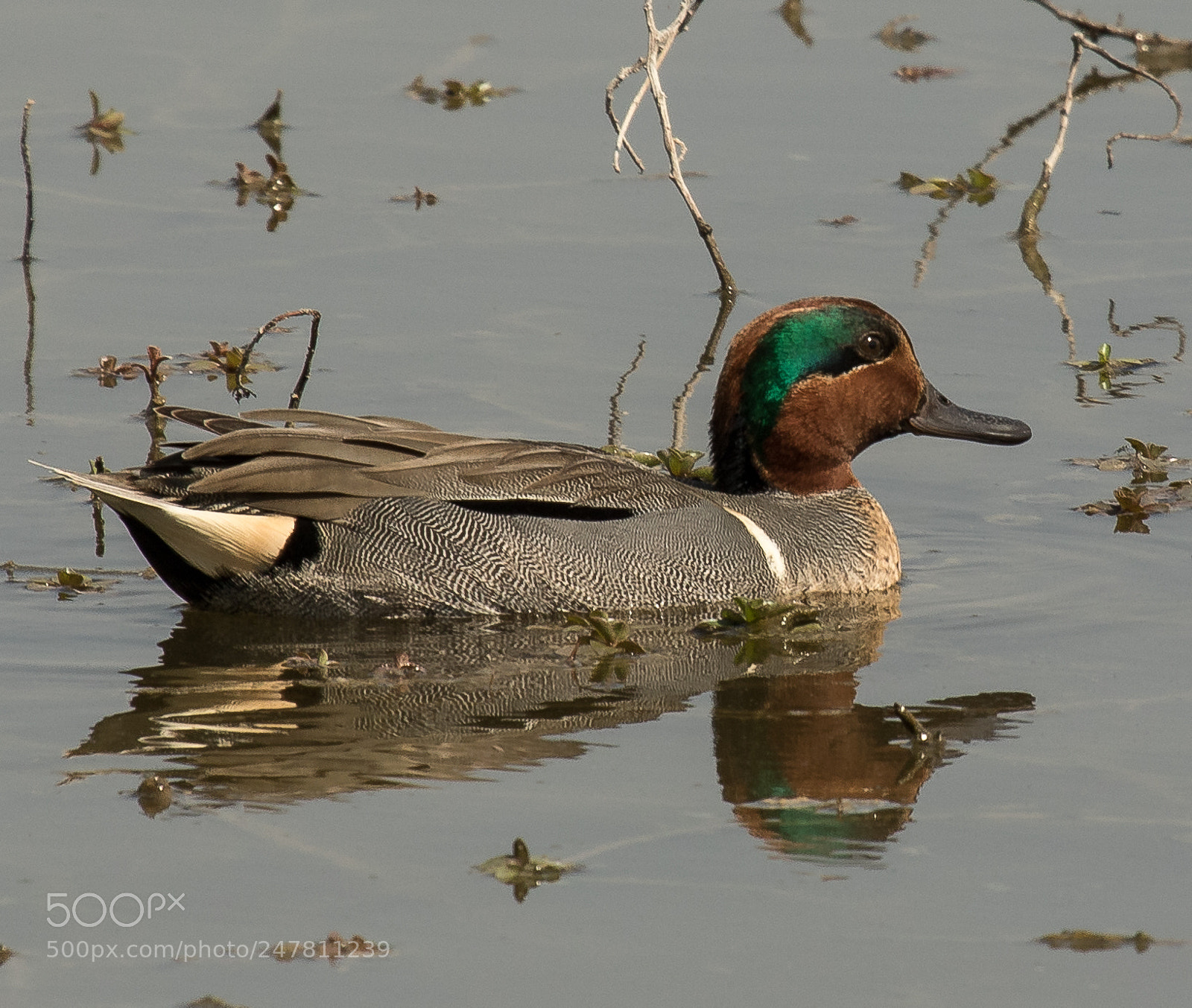 Canon EOS 7D Mark II sample photo. Green-winged teal photography