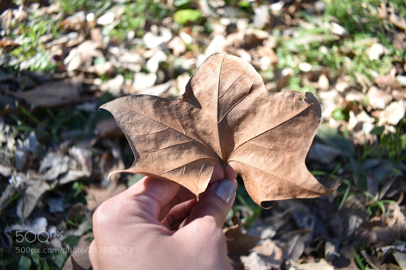 Nikon D3400 sample photo. Leave of the leaves photography