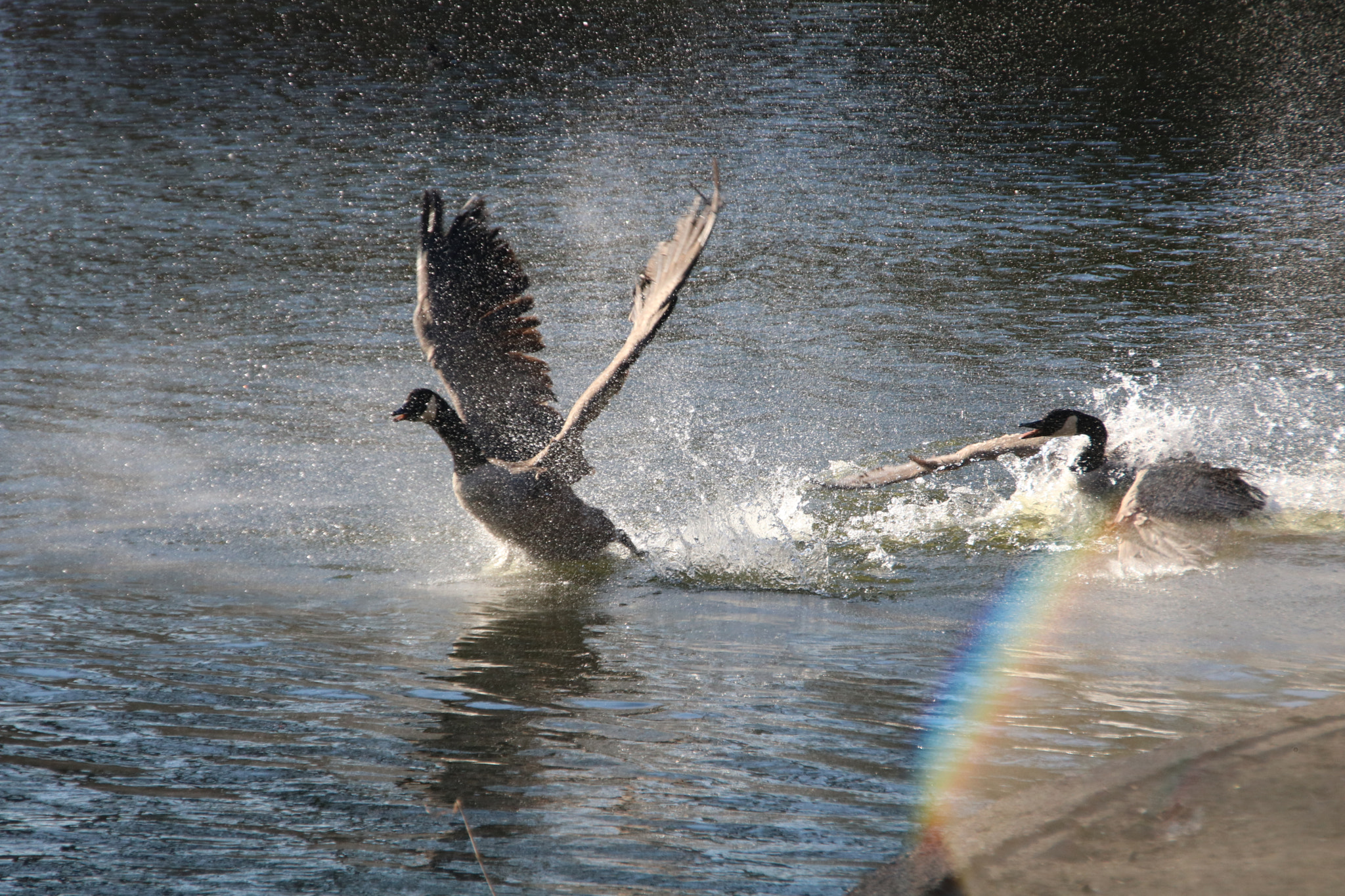 Canon EOS 760D (EOS Rebel T6s / EOS 8000D) + Sigma 18-250mm F3.5-6.3 DC OS HSM sample photo. Stadtgarten gelsenkirchen photography