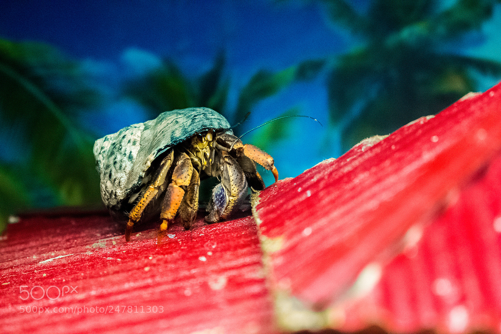 Canon EOS 700D (EOS Rebel T5i / EOS Kiss X7i) sample photo. Hermitcrab on the roof photography