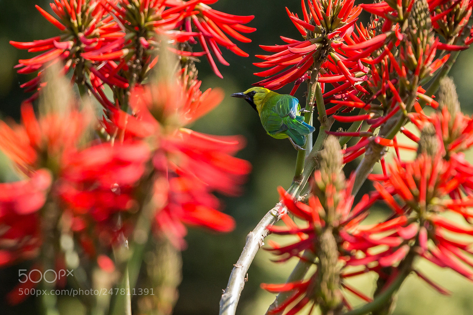 Canon EOS-1D X sample photo. Blue-winged leafbird and erythrina photography