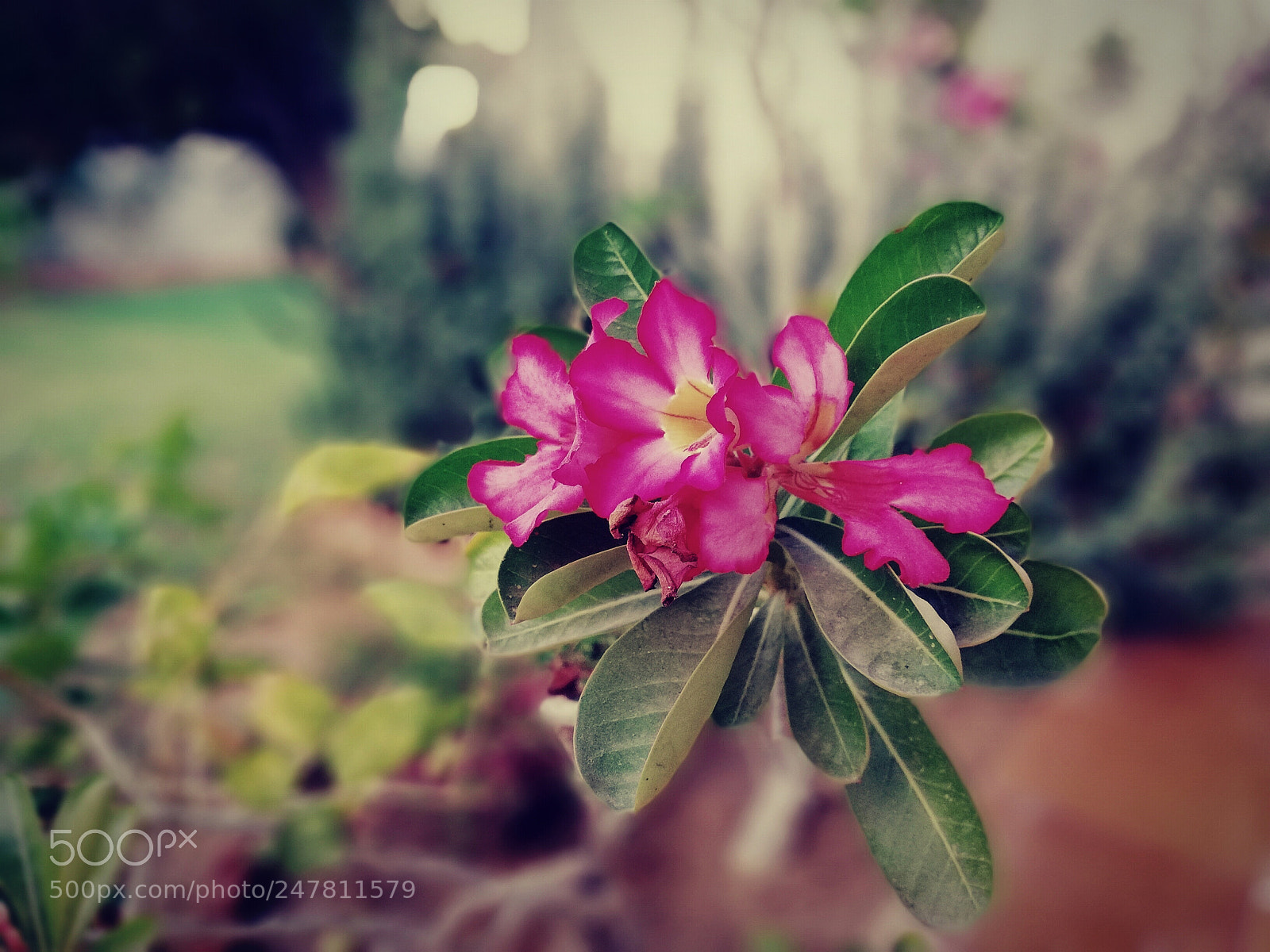 HUAWEI Mate 10 Lite sample photo. Spring time photography
