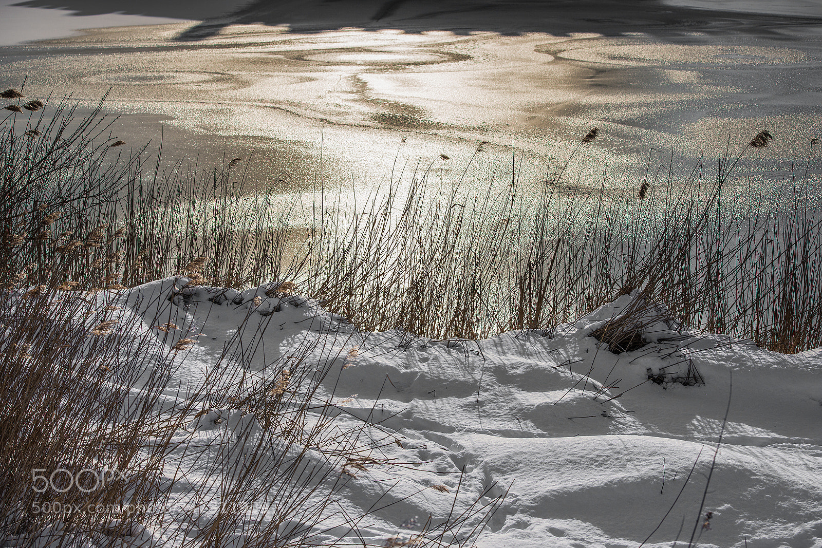 Nikon D800 sample photo. Winter grasses and frozen photography