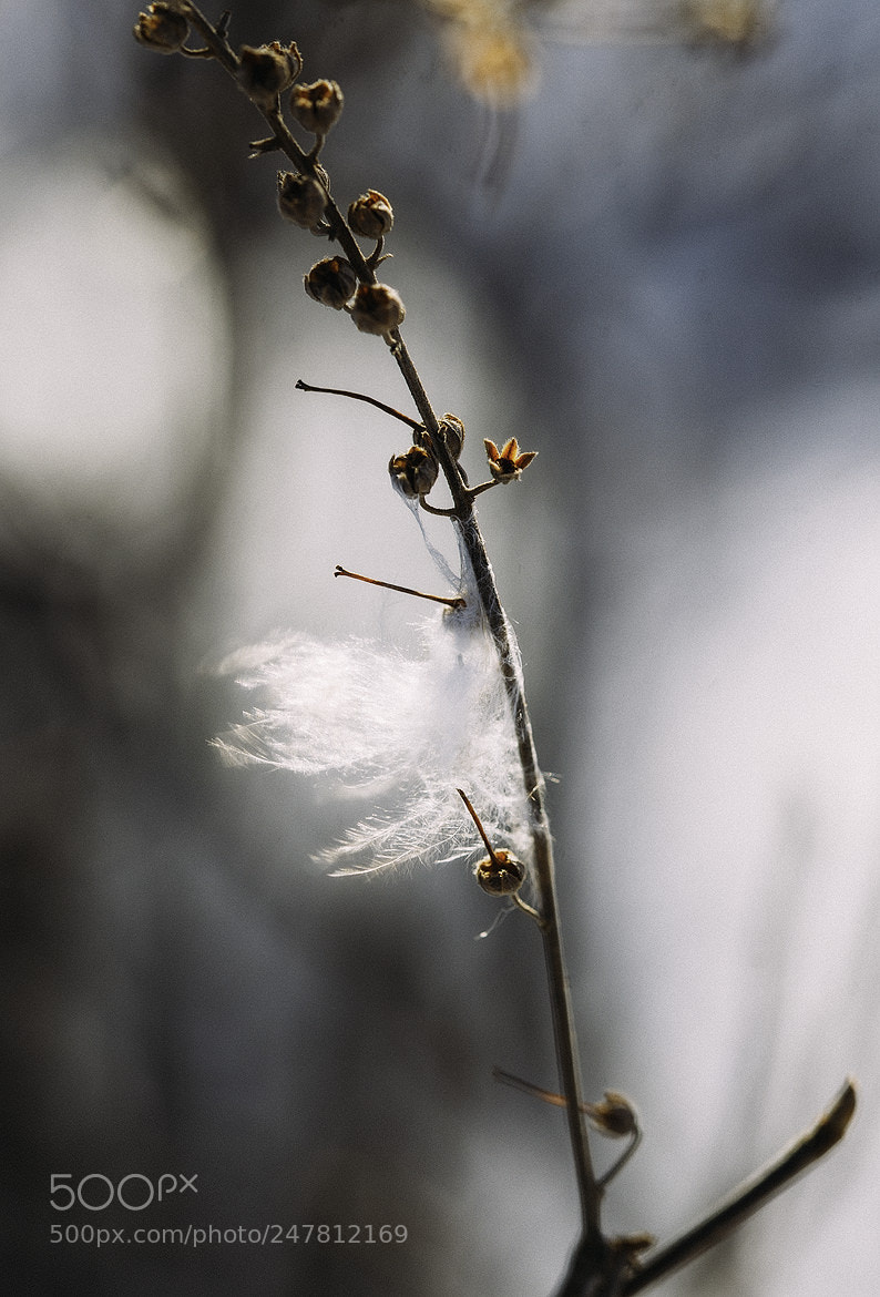 Nikon D600 sample photo. 180301 photography