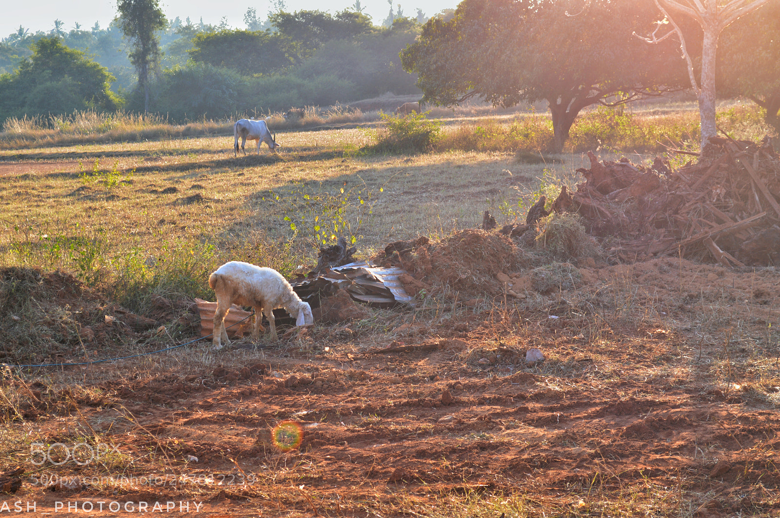 Nikon D3200 sample photo. Village life photography