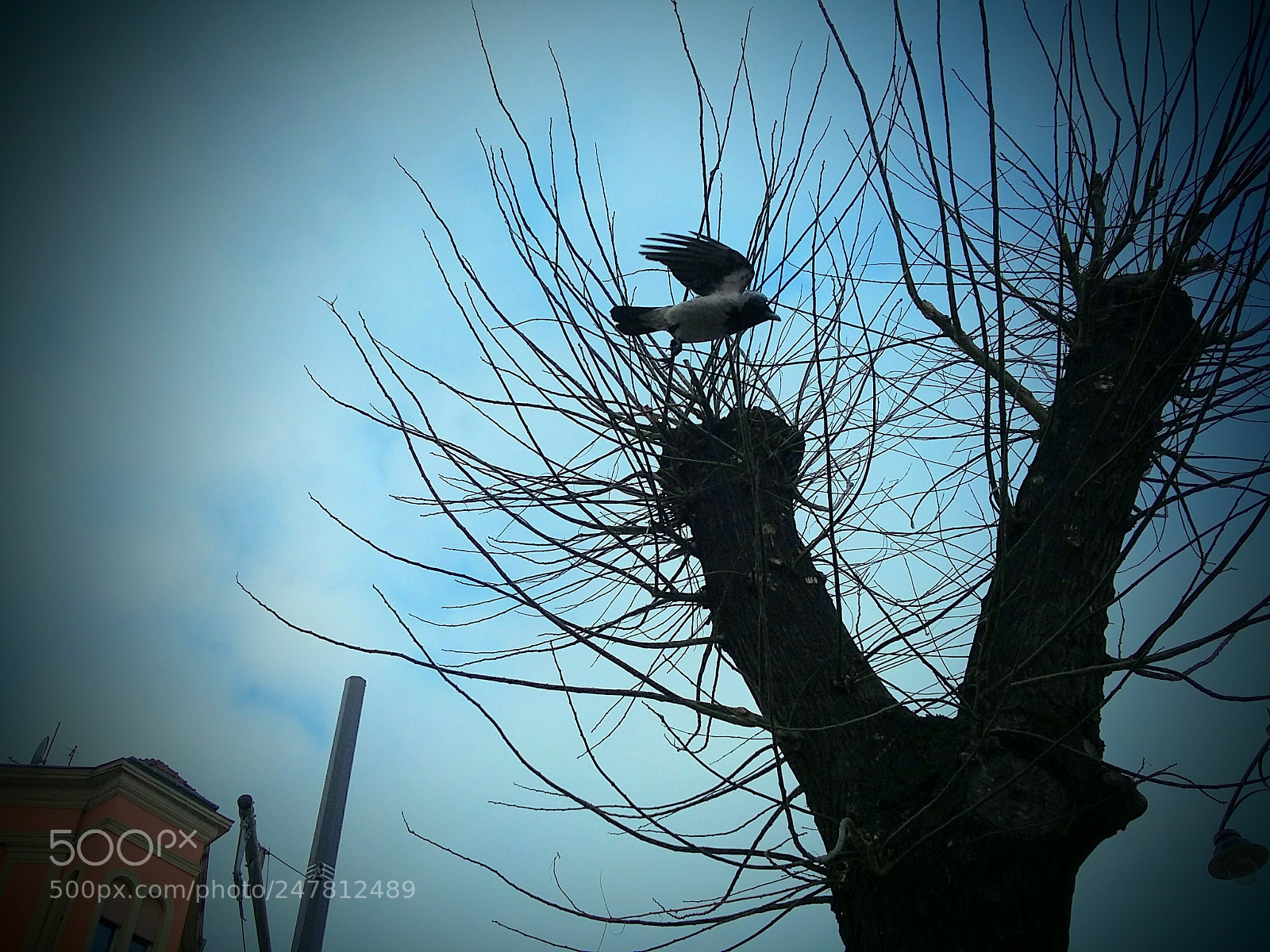 Samsung Galaxy A3 sample photo. Crow photography