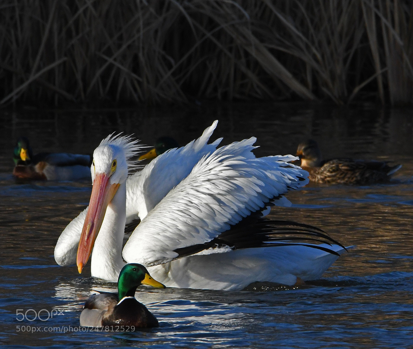 Nikon D500 sample photo. Pelican photography