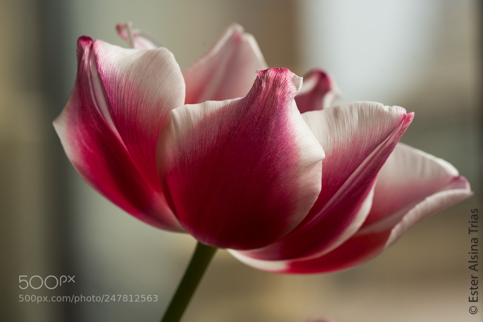 Sony a7R II sample photo. Un tulipan photography
