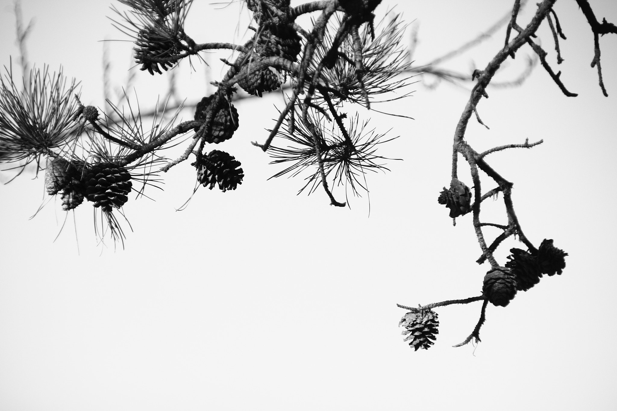 Canon EOS 650D (EOS Rebel T4i / EOS Kiss X6i) sample photo. Winter pine photography