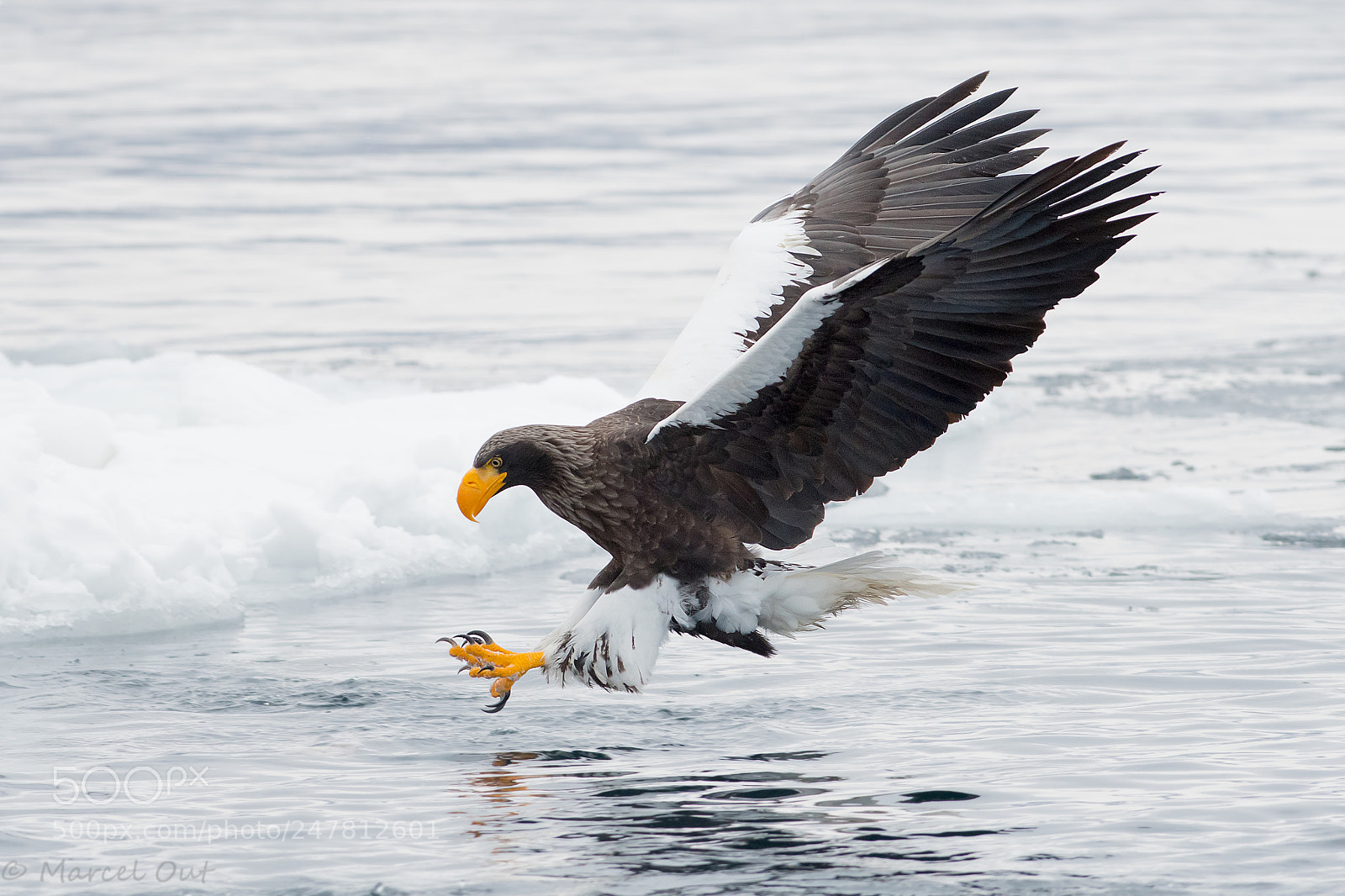 Nikon D500 sample photo. Stellers sea eagle photography