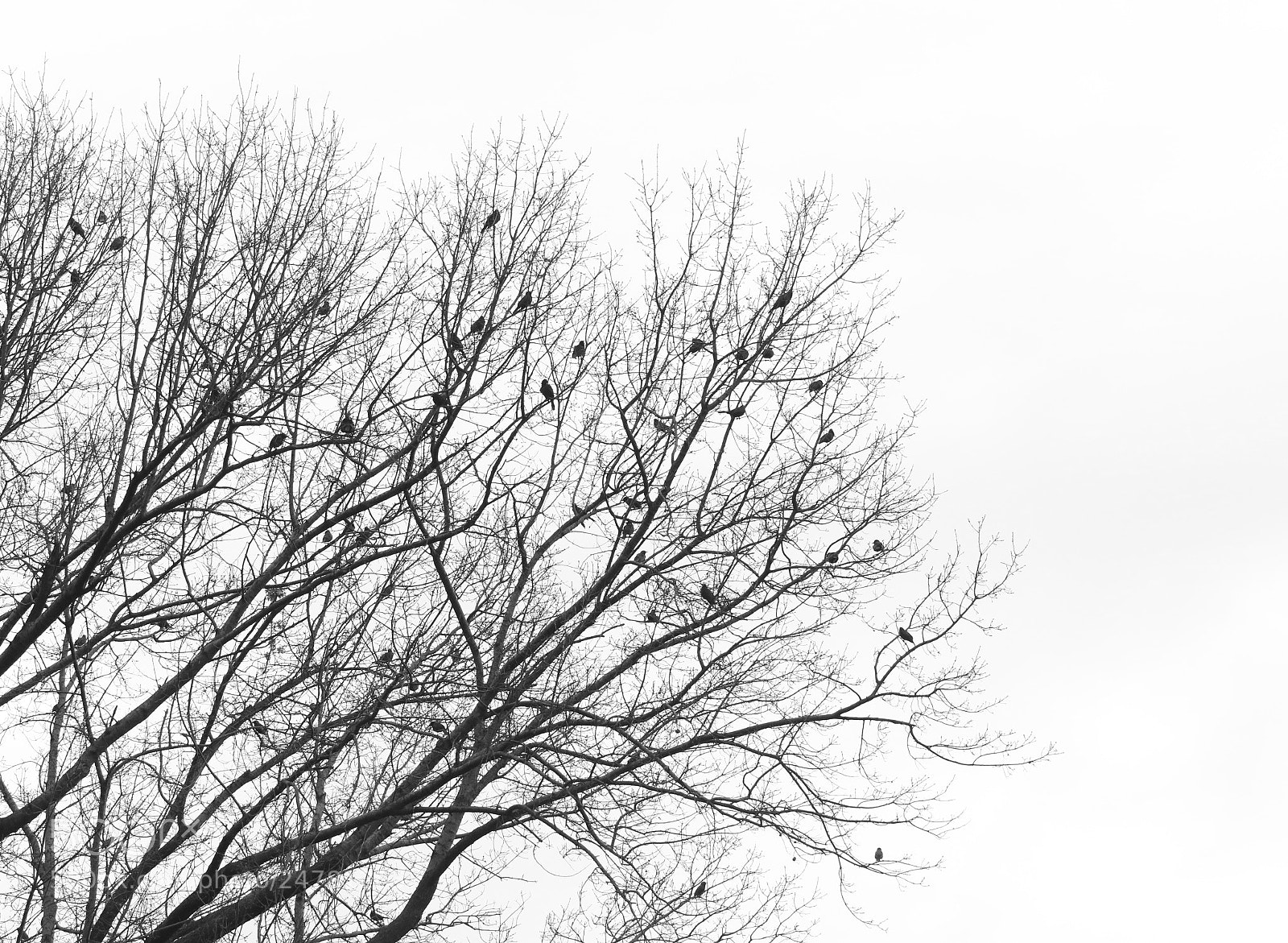 Canon EOS 7D Mark II sample photo. Bird convention photography