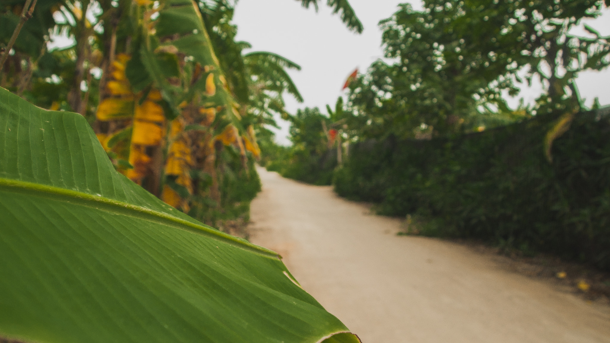 Olympus PEN E-P1 sample photo. Going bananas photography