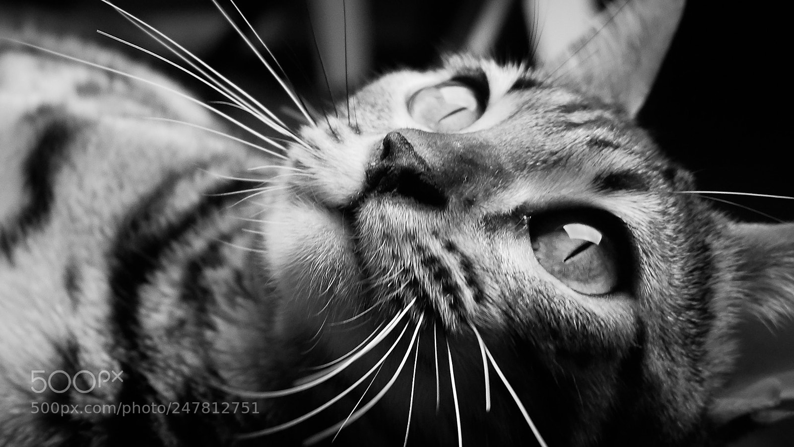 Olympus OM-D E-M5 II sample photo. Abyssinian cat photography