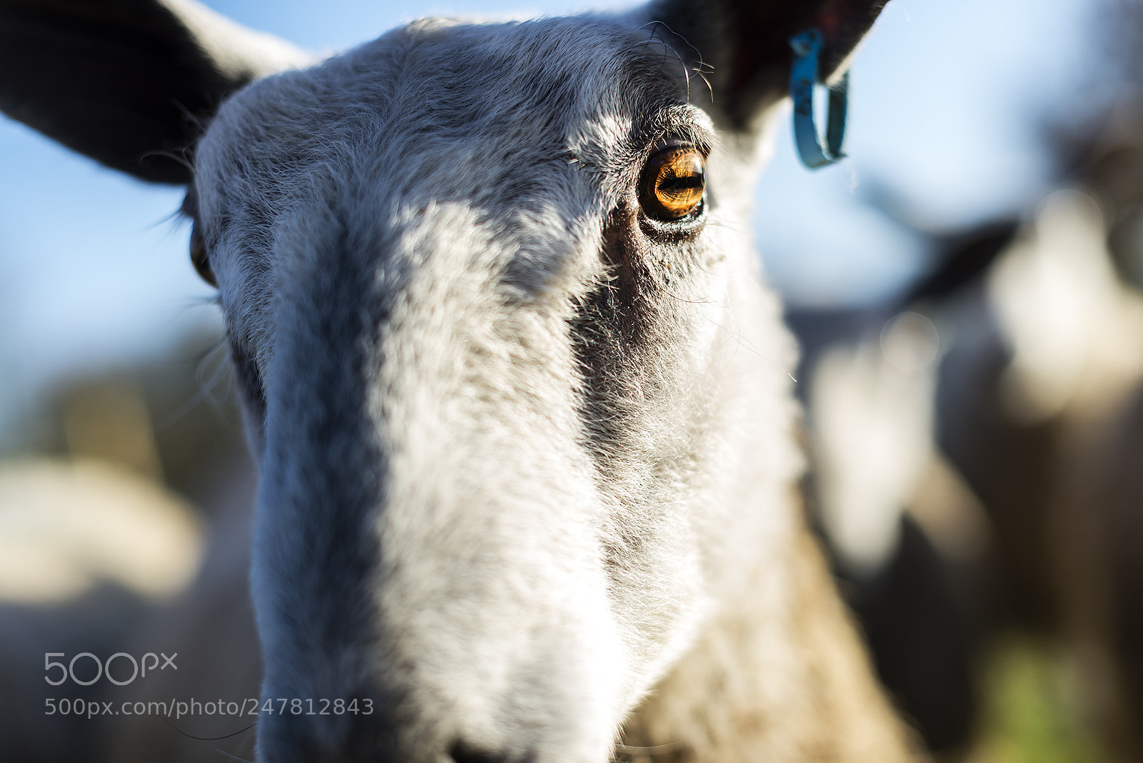 Nikon D610 sample photo. Look into my eye photography