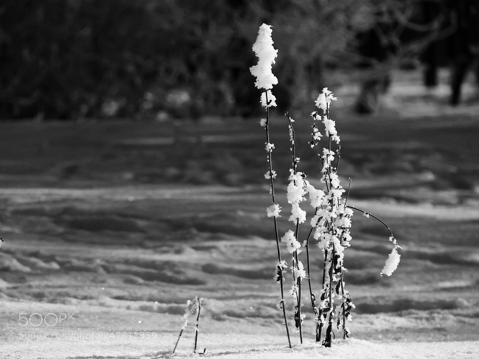 Canon EOS 600D (Rebel EOS T3i / EOS Kiss X5) sample photo. Winter branch. photography