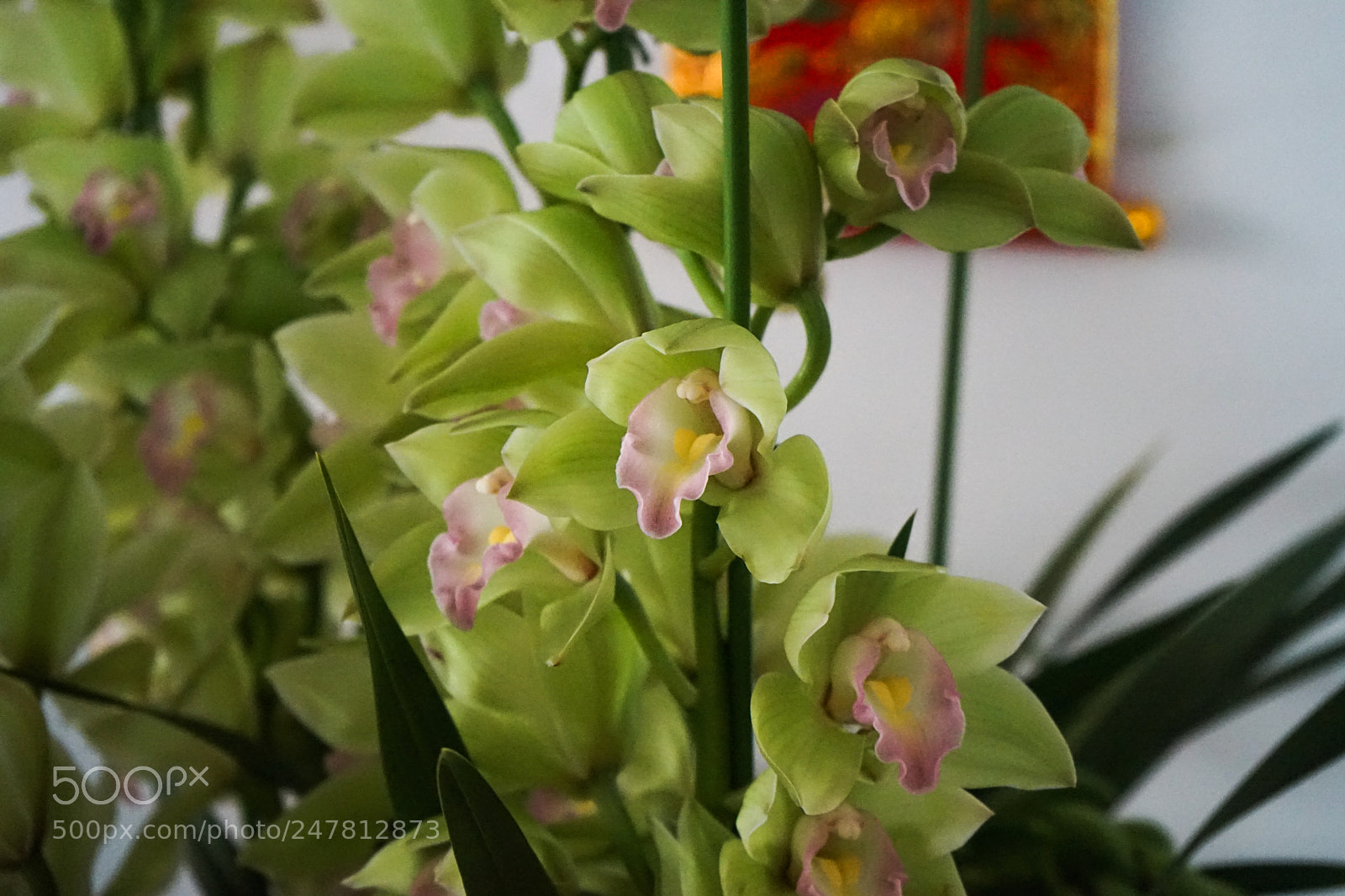 Sony a7 sample photo. Dsc photography
