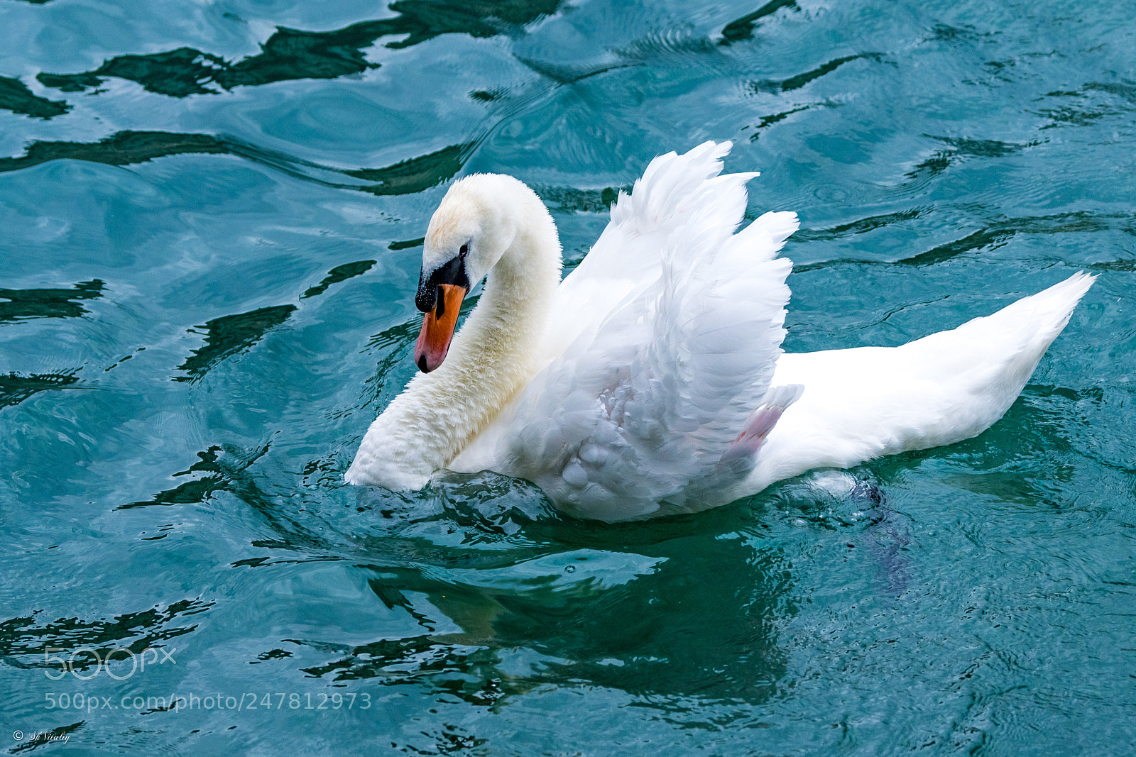 Nikon D500 sample photo. Swiss.zurich. i love this photography