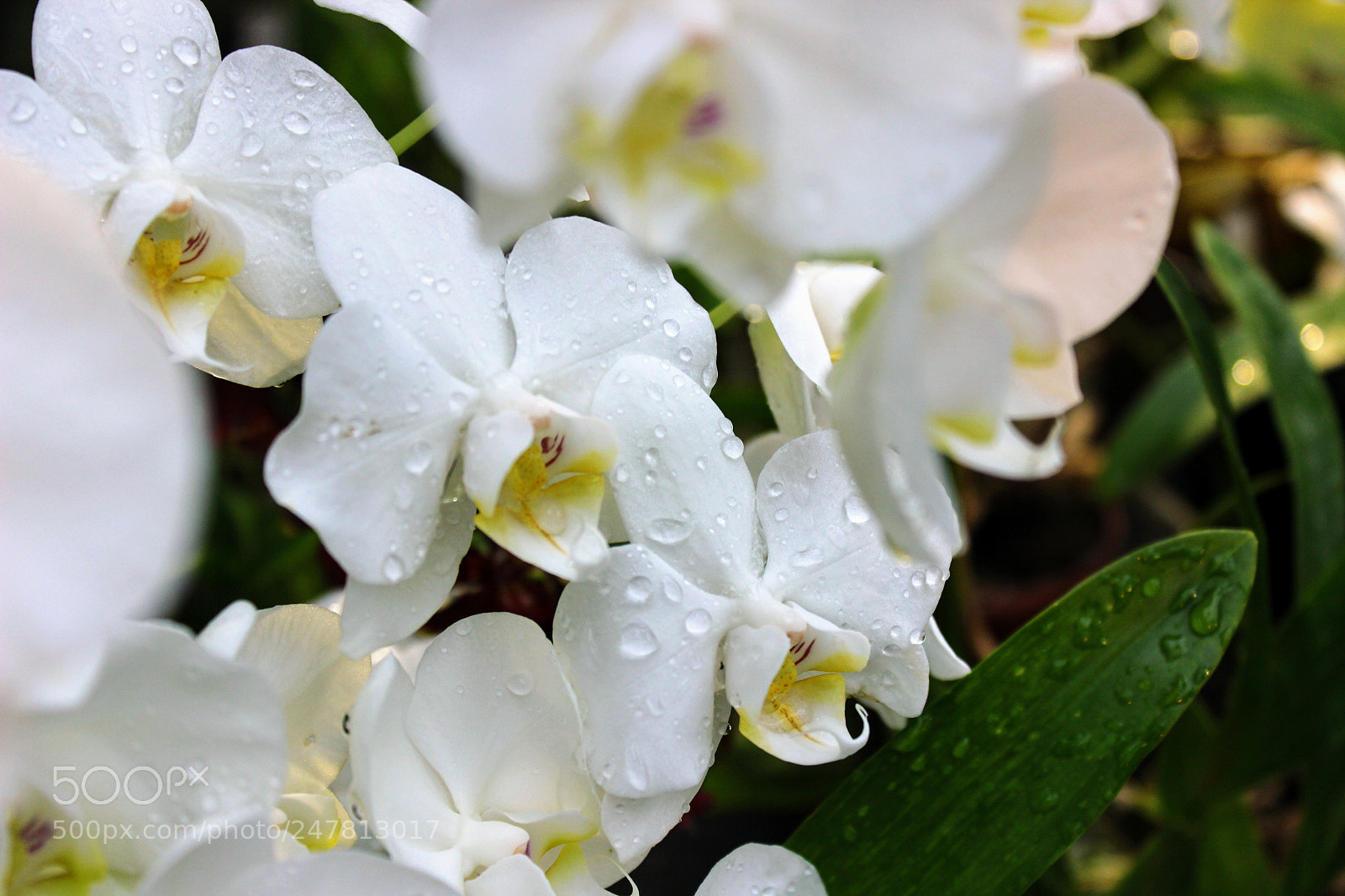 Canon EOS 600D (Rebel EOS T3i / EOS Kiss X5) sample photo. White orchid photography