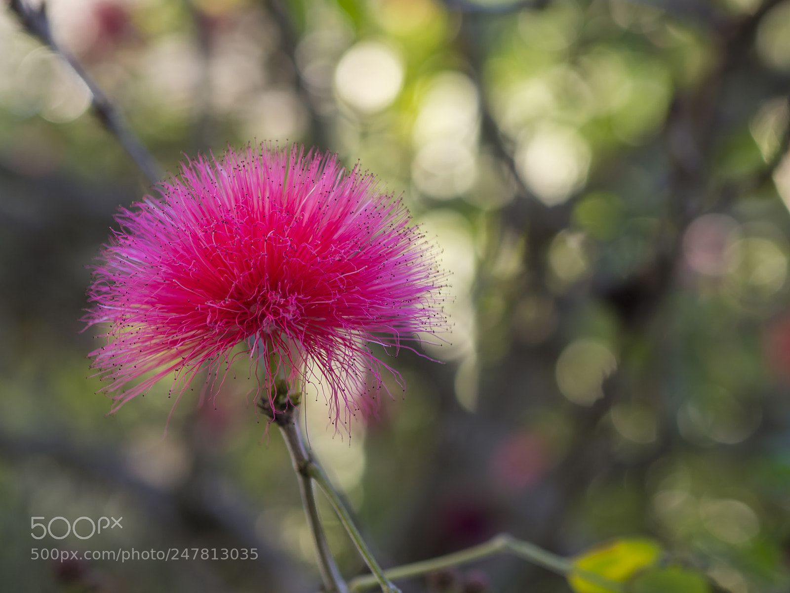 Olympus OM-D E-M10 sample photo. Close up flower calliandra photography