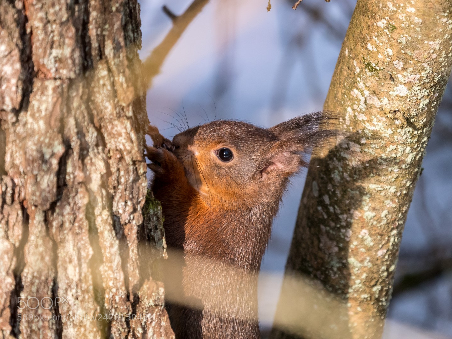 Panasonic Lumix DMC-GX85 (Lumix DMC-GX80 / Lumix DMC-GX7 Mark II) sample photo. Squirrel photography