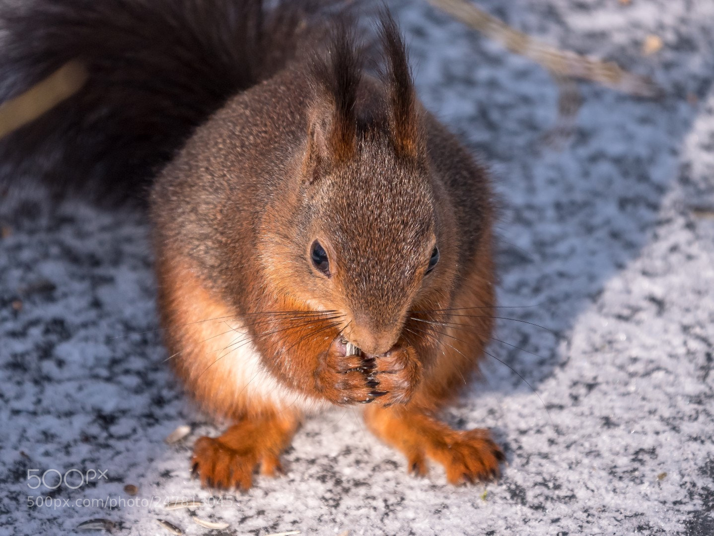 Panasonic Lumix DMC-GX85 (Lumix DMC-GX80 / Lumix DMC-GX7 Mark II) sample photo. Squirrel photography